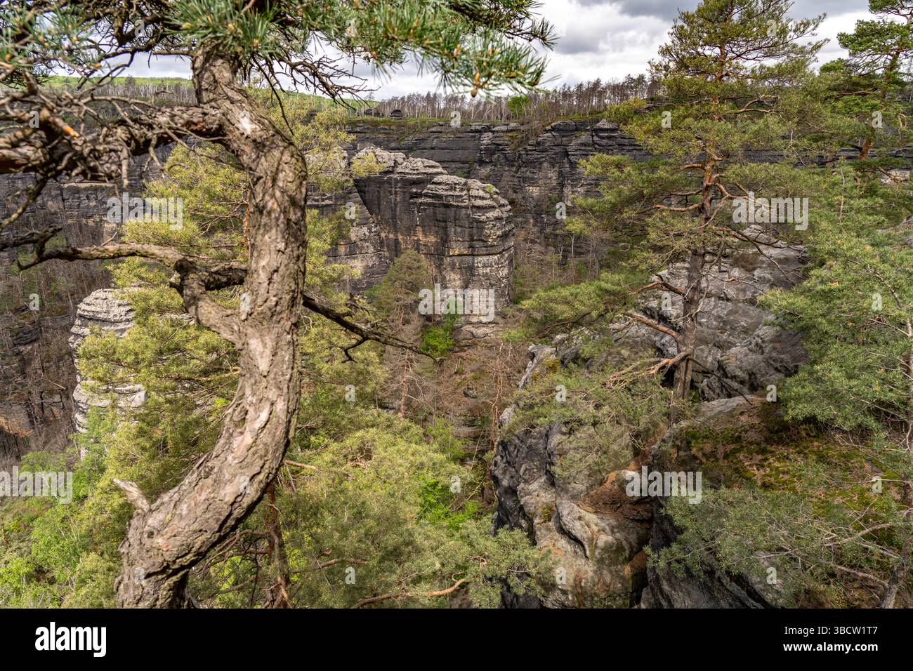 Felsformation und Wald im Nationalpark Böhmische Schweiz bei Hřensko, Tschechische Republik | formazione rocciosa e foresta a Boemia Svizzera Natio Foto Stock