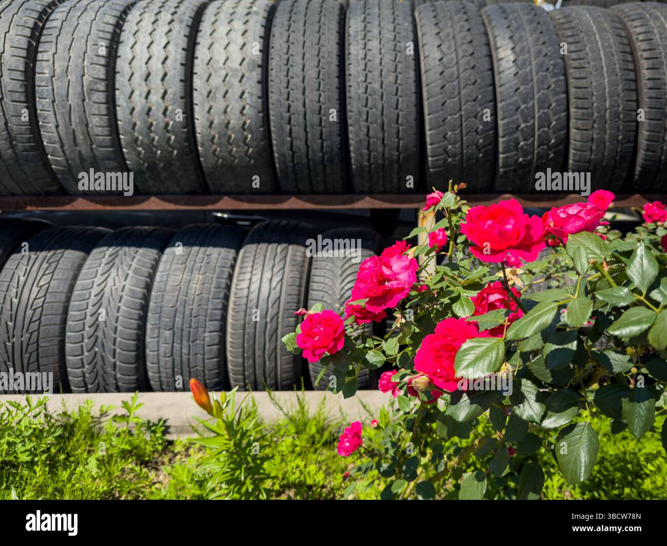 Pneumatici per auto usate impilati in fila con rose rosa in fiore davanti, fotografati all'aperto alla luce del giorno. Niente persone. Foto Stock