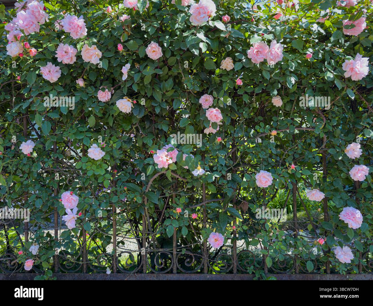 Arrampicate con rose rosa che sbocciano sulla recinzione metallica del giardino, riprese full frame alla luce del giorno. Decorazioni botaniche, floreali e giardini all'aperto. Niente persone. Foto Stock