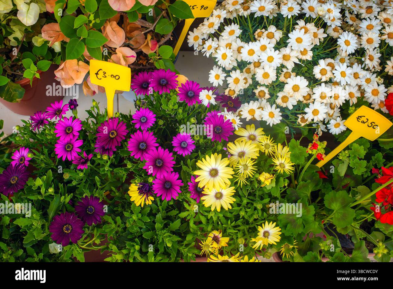 Vivace esposizione di fiori in vaso, tra cui margherite, gerani e camomille, con cartellini dei prezzi in euro. I colori brillanti e le foglie verdi creano un allegria Foto Stock