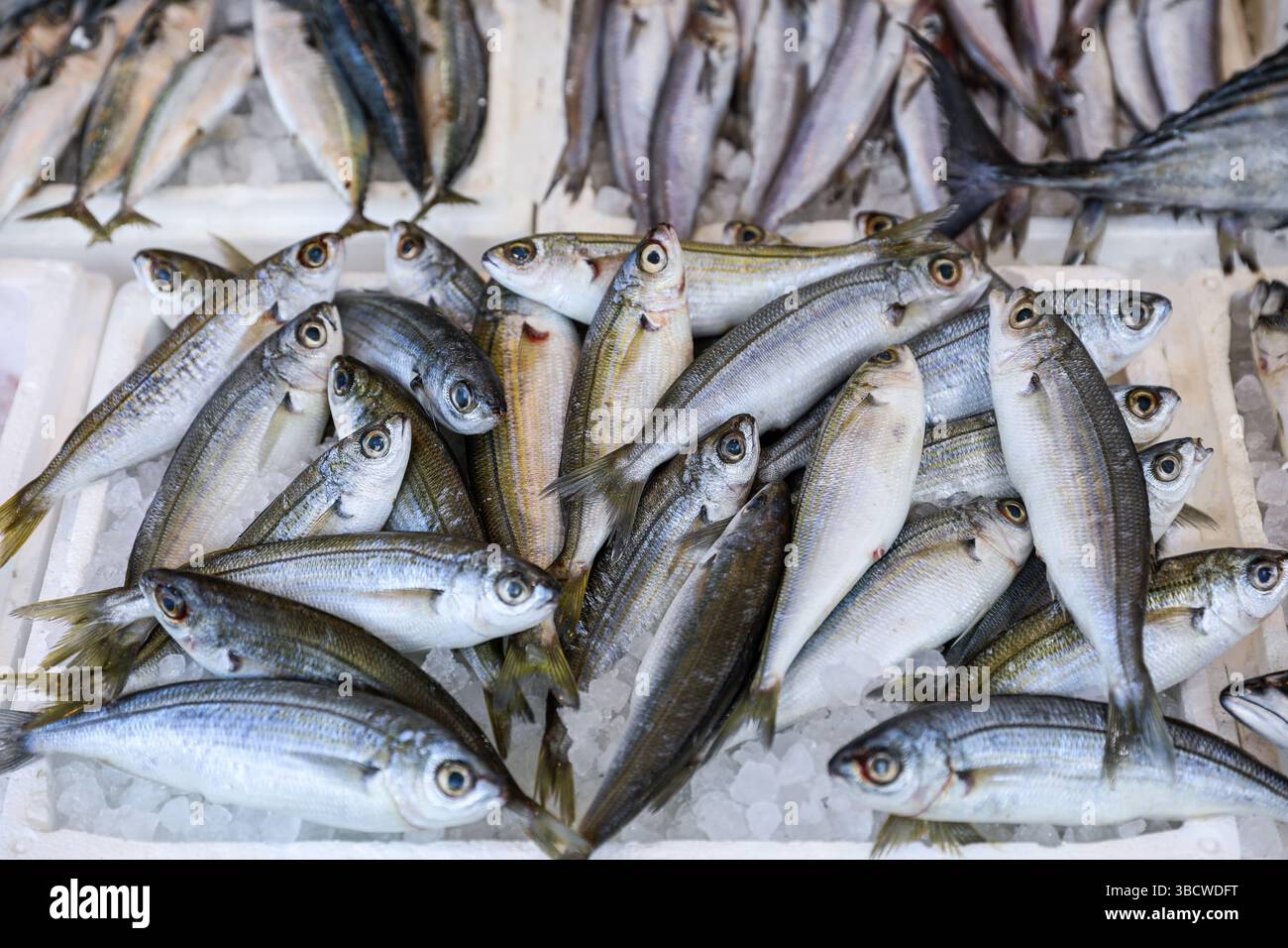 bogue o Boops appena pescati, pesci gopa in scatola sul bancone del mercato greco del pesce. Orizzontale. Foto Stock