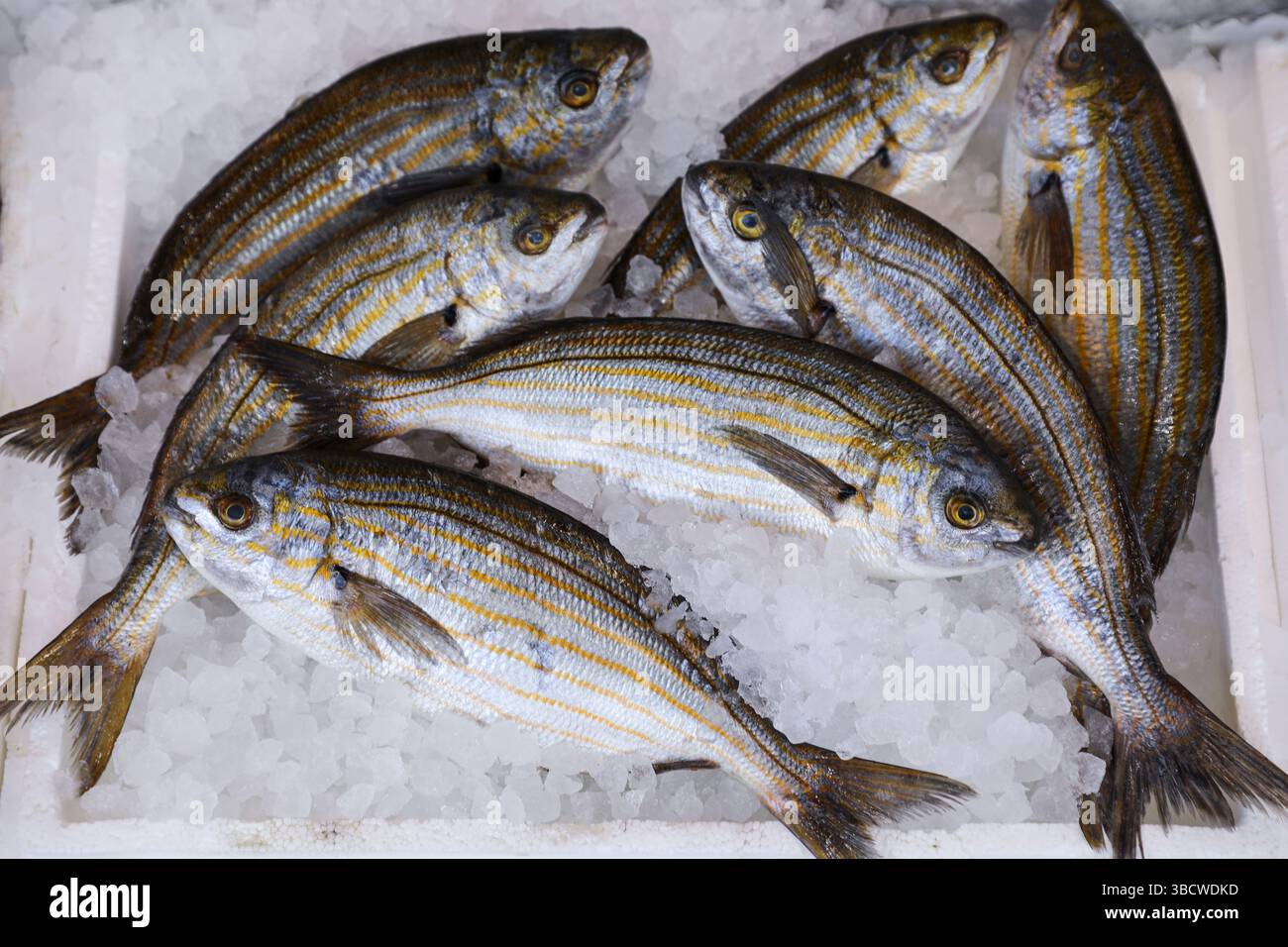 salpa SARPA appena pescata, detta anche pesce da sogno, salema, salema di porga, orata di mucca o goldline, da una specie di orata di mare nella scatola sul bancone del mercato greco del pesce. Orizzontale. Dall'alto. Foto Stock