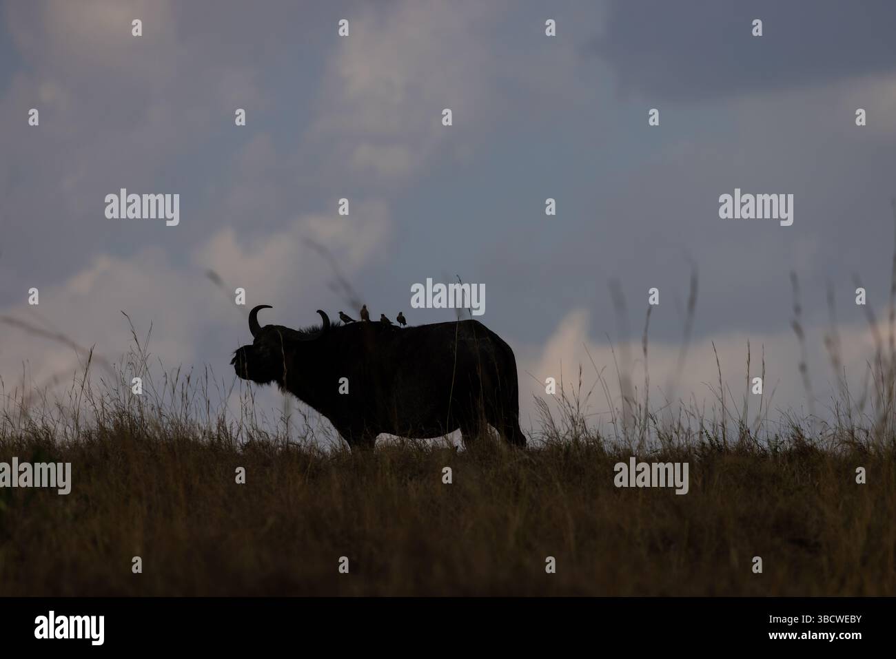 Tramonto con una silhouette di bufalo che trasporta le bue sulla schiena Foto Stock