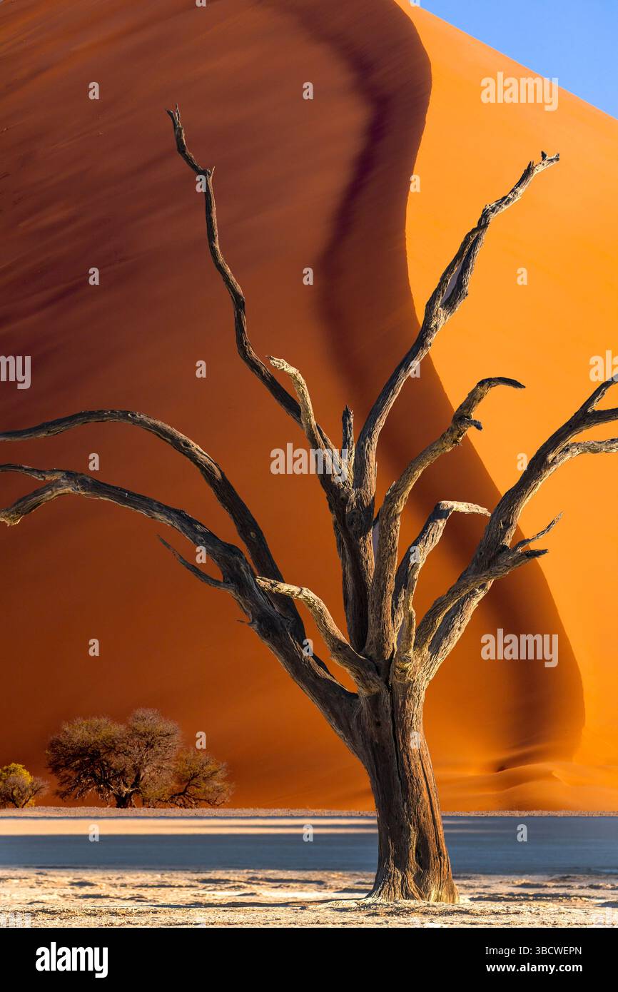 Namibia, Sossusvlei, Namib-Naukluft National Park. Forma di albero morto e duna di sabbia gigante. Foto Stock