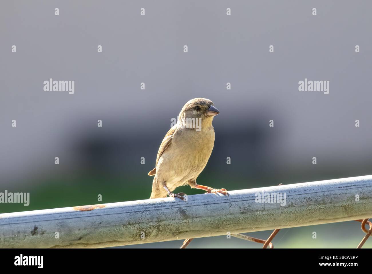 Un passero carino che si trova su una recinzione in rete metallica. Foto Stock Un passero carino che si trova su una recinzione in rete metallica. Foto Stock
