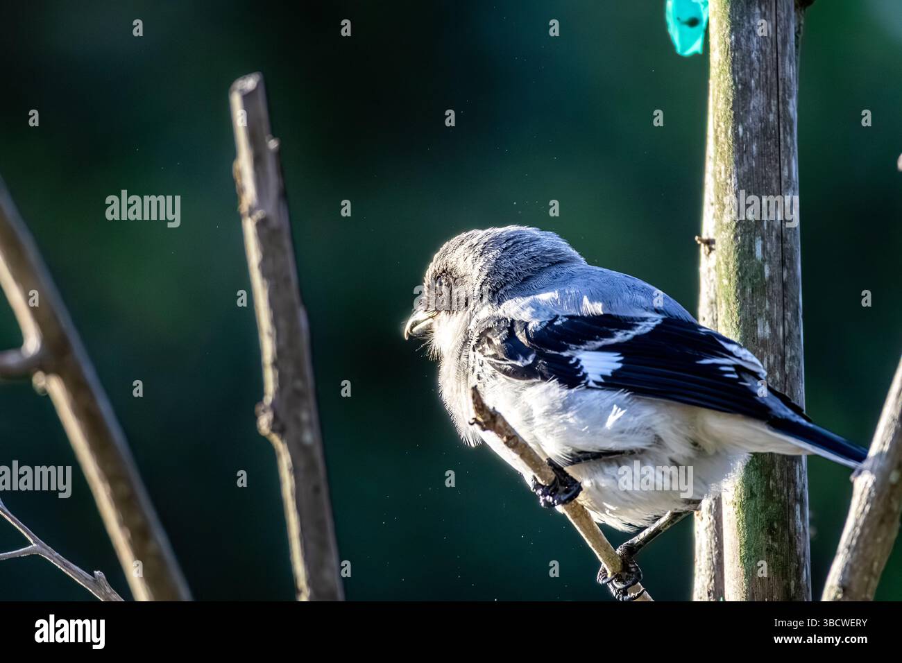 Un Loggerhead Shrike è in piedi su un piccolo ramo mentre la luce dell'alba pascolano le sue piume. Foto Stock