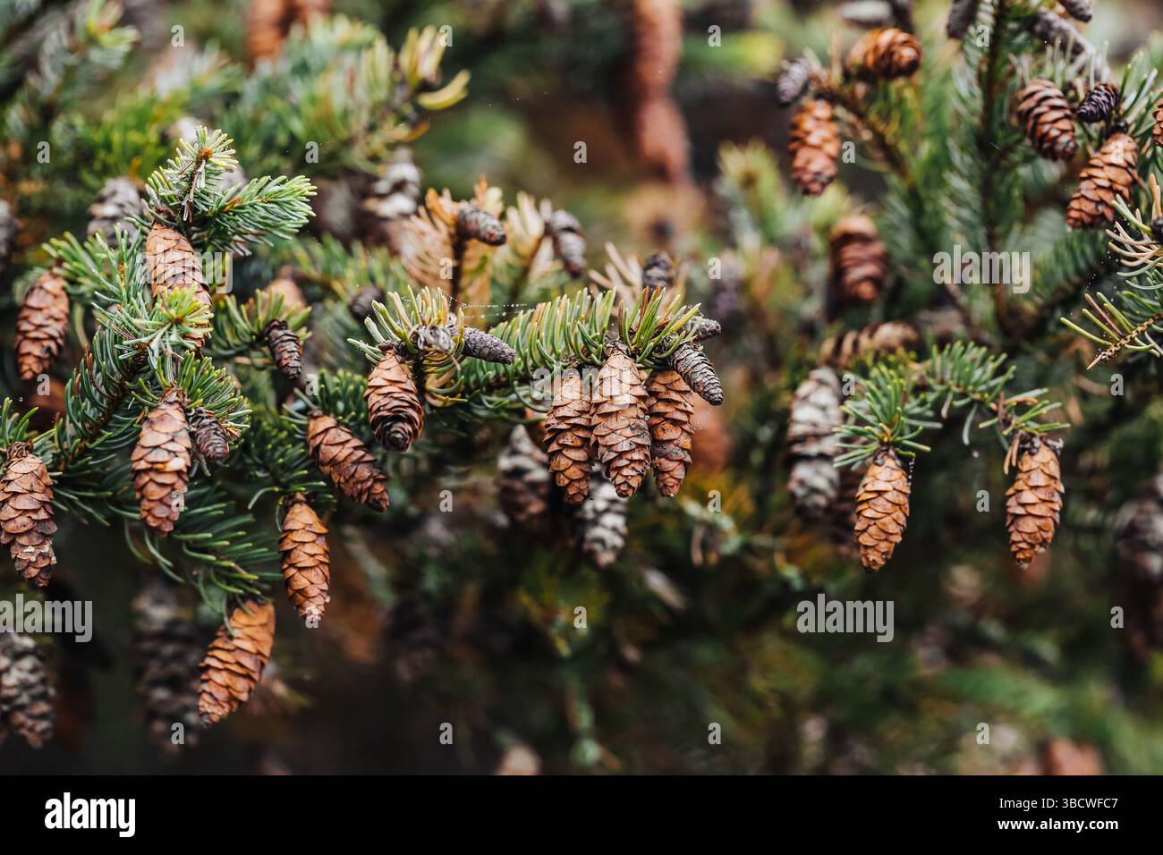 Abete con coni di pino. Rami verdi e coni marroni. Sfondo naturale della foresta. Decorazioni per le vacanze invernali. Primo piano della pianta Evergreen. Foto Stock