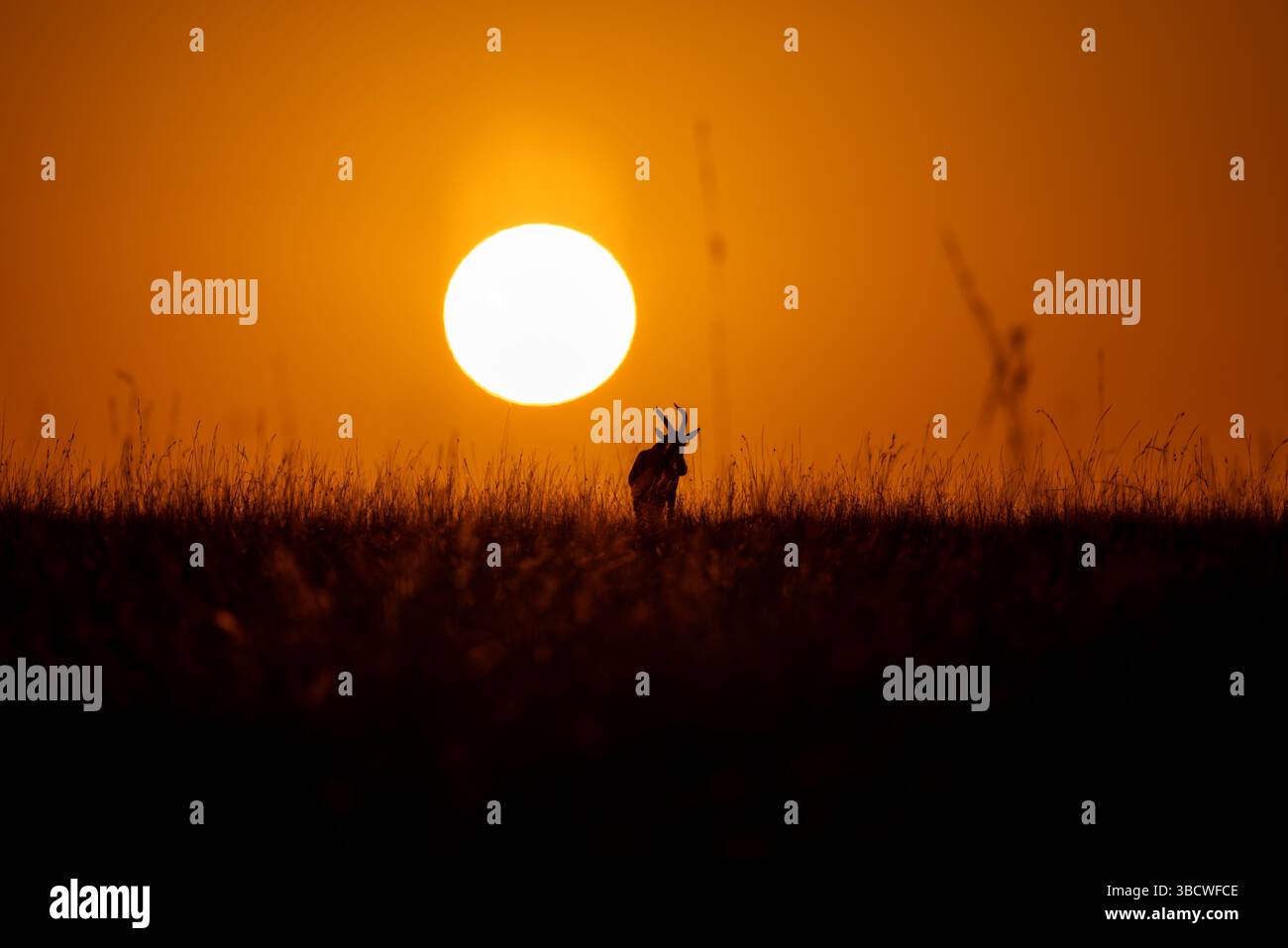 Alba nel Masai Mara Foto Stock