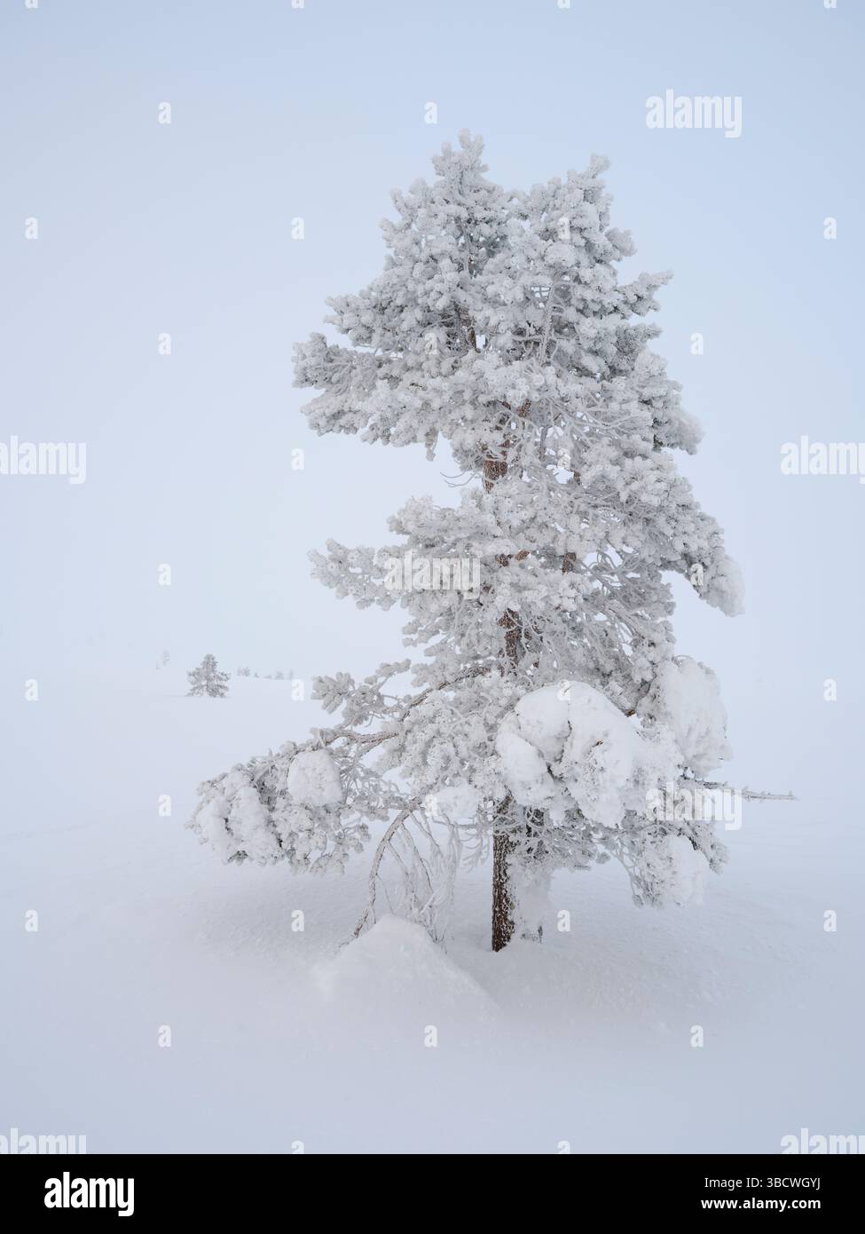 Pino scozzese chiamato anche pino scozzese, pino Baltico o pino rosso europeo durante l'inverno nel Parco nazionale Pallas-Yllastunturi vicino a Pallas, Finlandia. Foto Stock