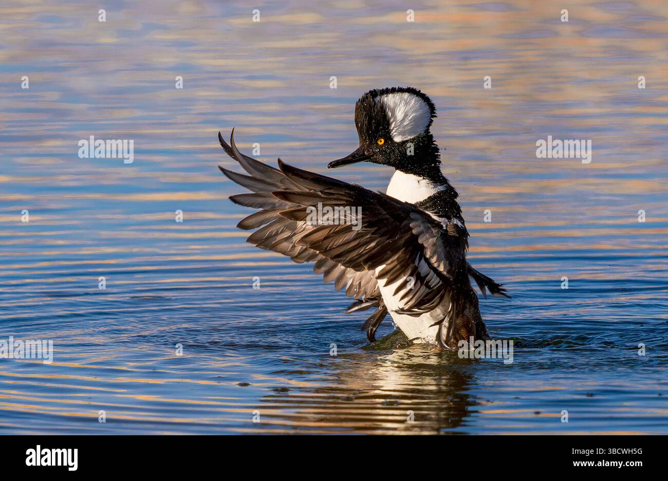 Un'anatra Merganser drake con cappuccio sbatte le ali e si alza sopra l'acqua spruzzando le gocce d'acqua. Vista ravvicinata. Foto Stock