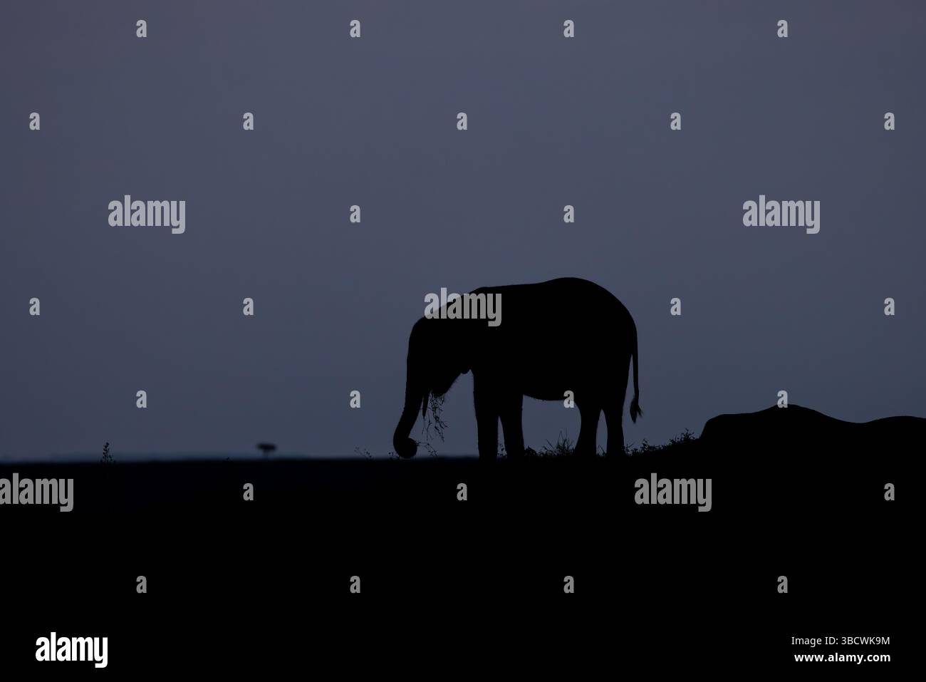 Silhouette di elefante africano all'orizzonte Foto Stock