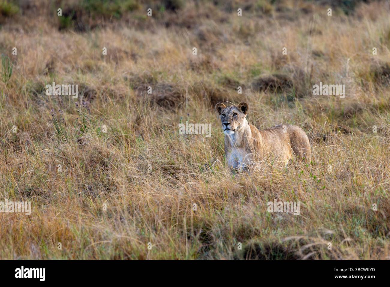 Lion stalking preda Foto Stock