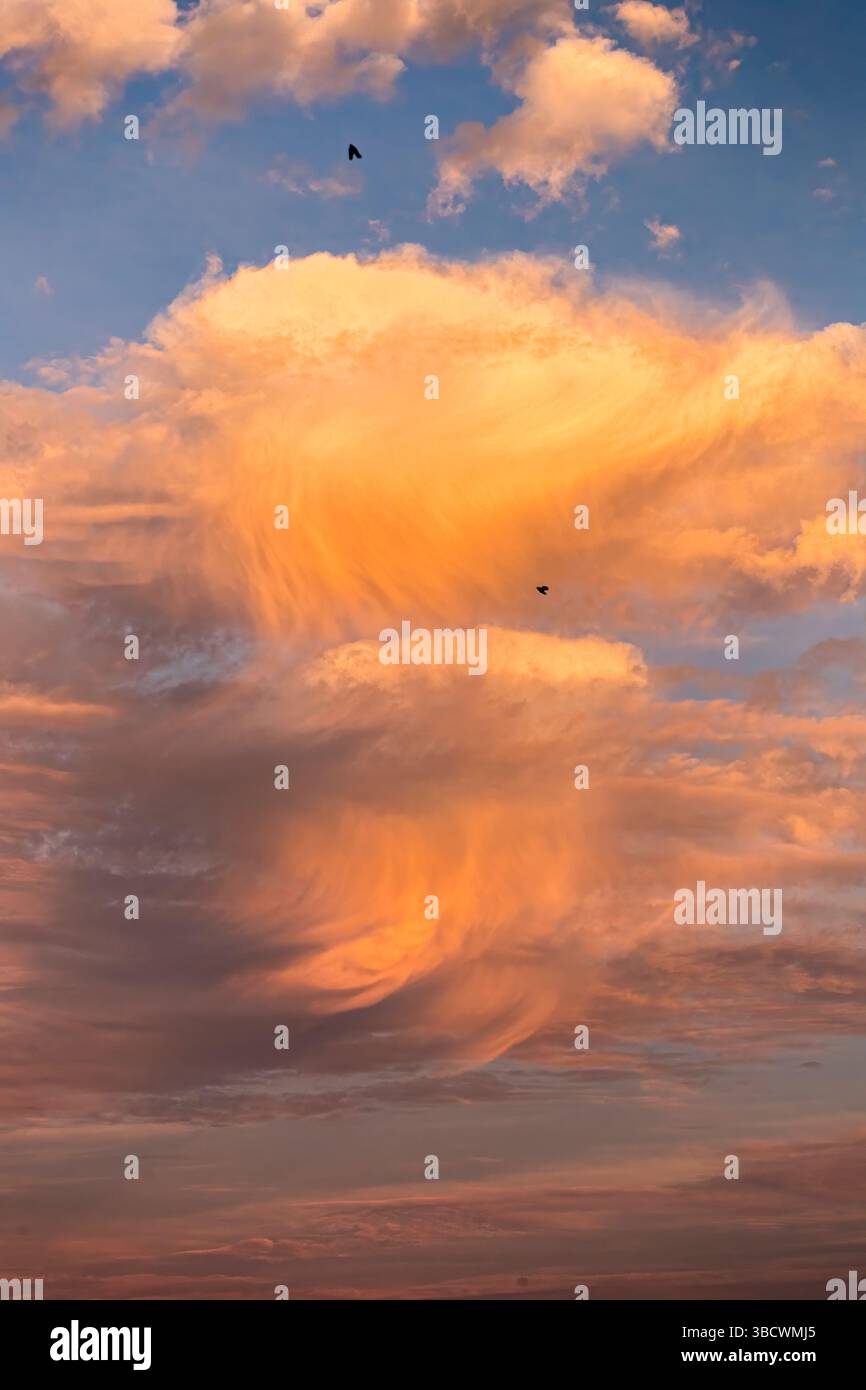 Un paio di corvi cavalcano il vento mentre il sole del sud della Florida tramonta, portando il rosa e l'arancione nelle nuvole. Foto Stock