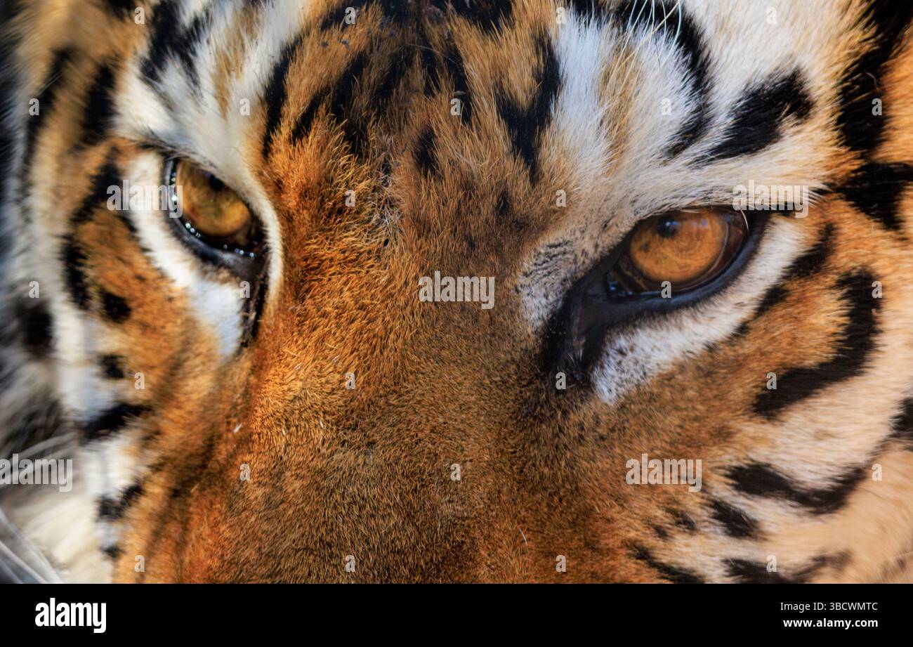 USA, Indiana, Center Point. Primo piano della faccia di tigre. Foto Stock