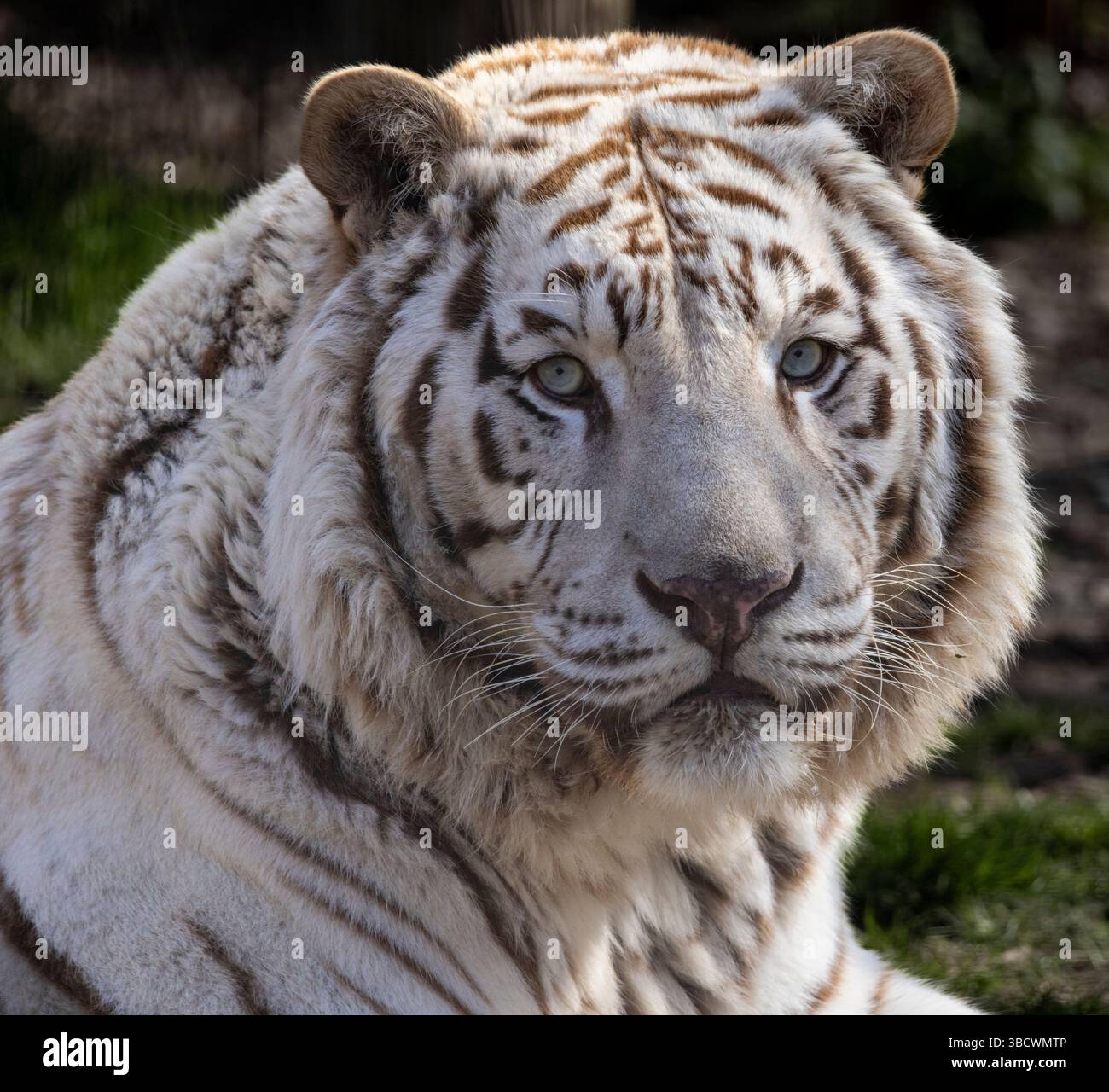 USA, Indiana, Center Point. Primo piano della tigre bianca. Foto Stock