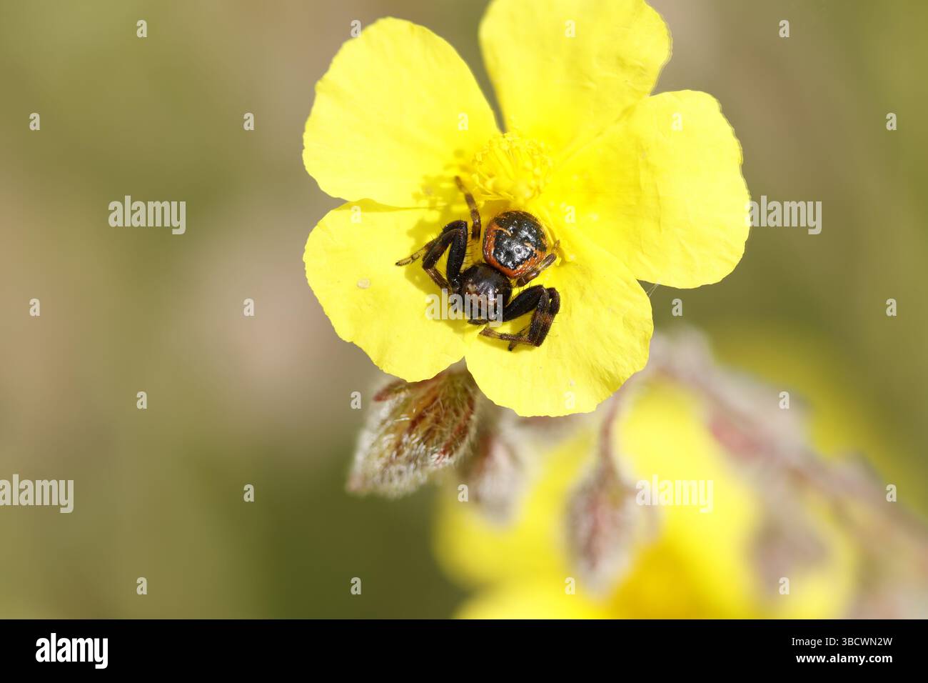 Ragno granchio Synema globosum su rosmarino elianthemum syriacum fiore con messa a fuoco impilata, Alcoy, Spagna Foto Stock