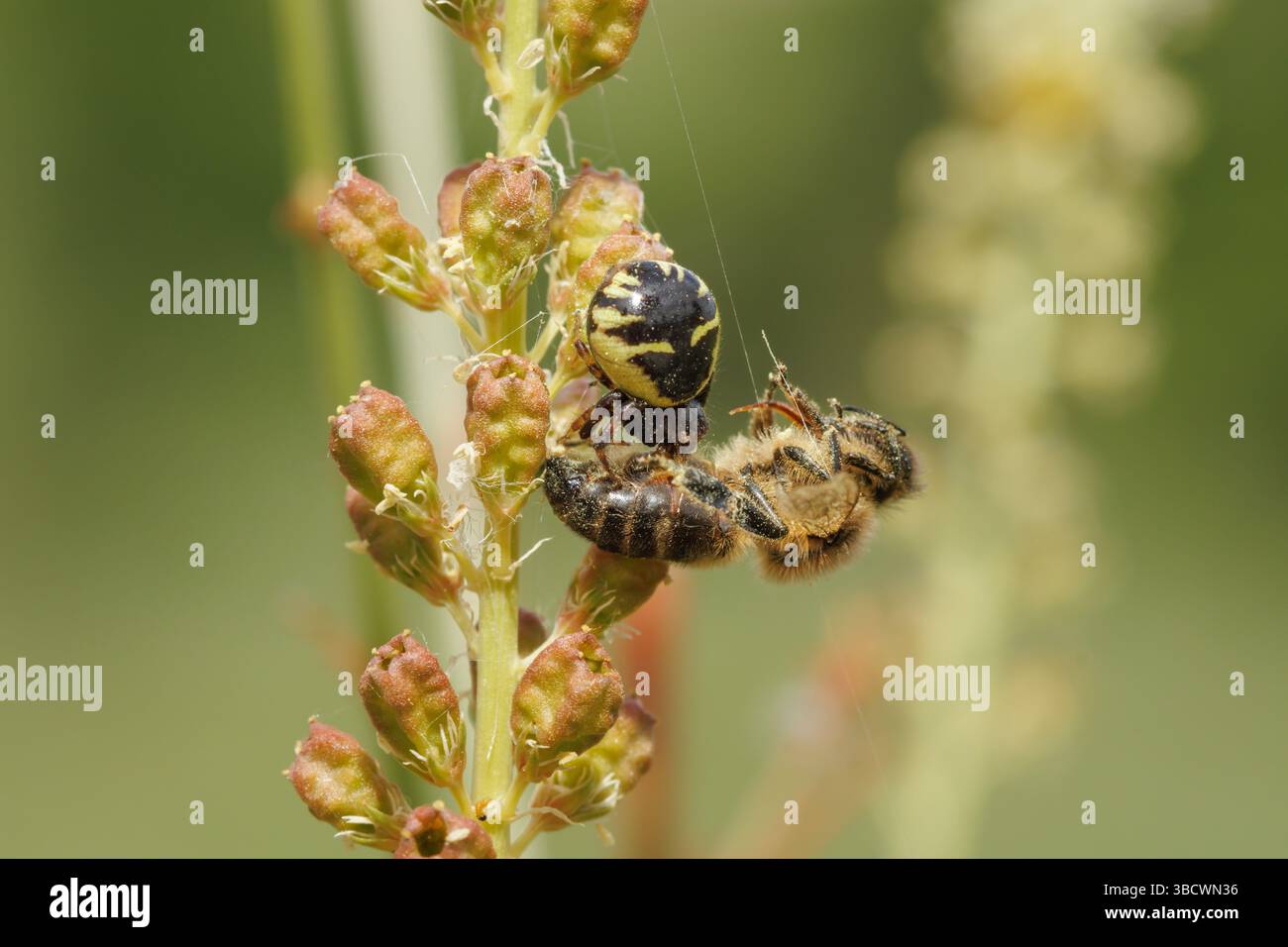 Vita e morte in natura. Synema globosum ragno che mangia un'ape miele. Alcoy, Spagna Foto Stock