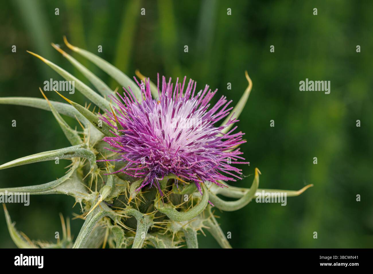 Silybum marianum un cardo di latte comunemente usato nei trattamenti di medicina alternativa, Alcoy, Spagna Foto Stock