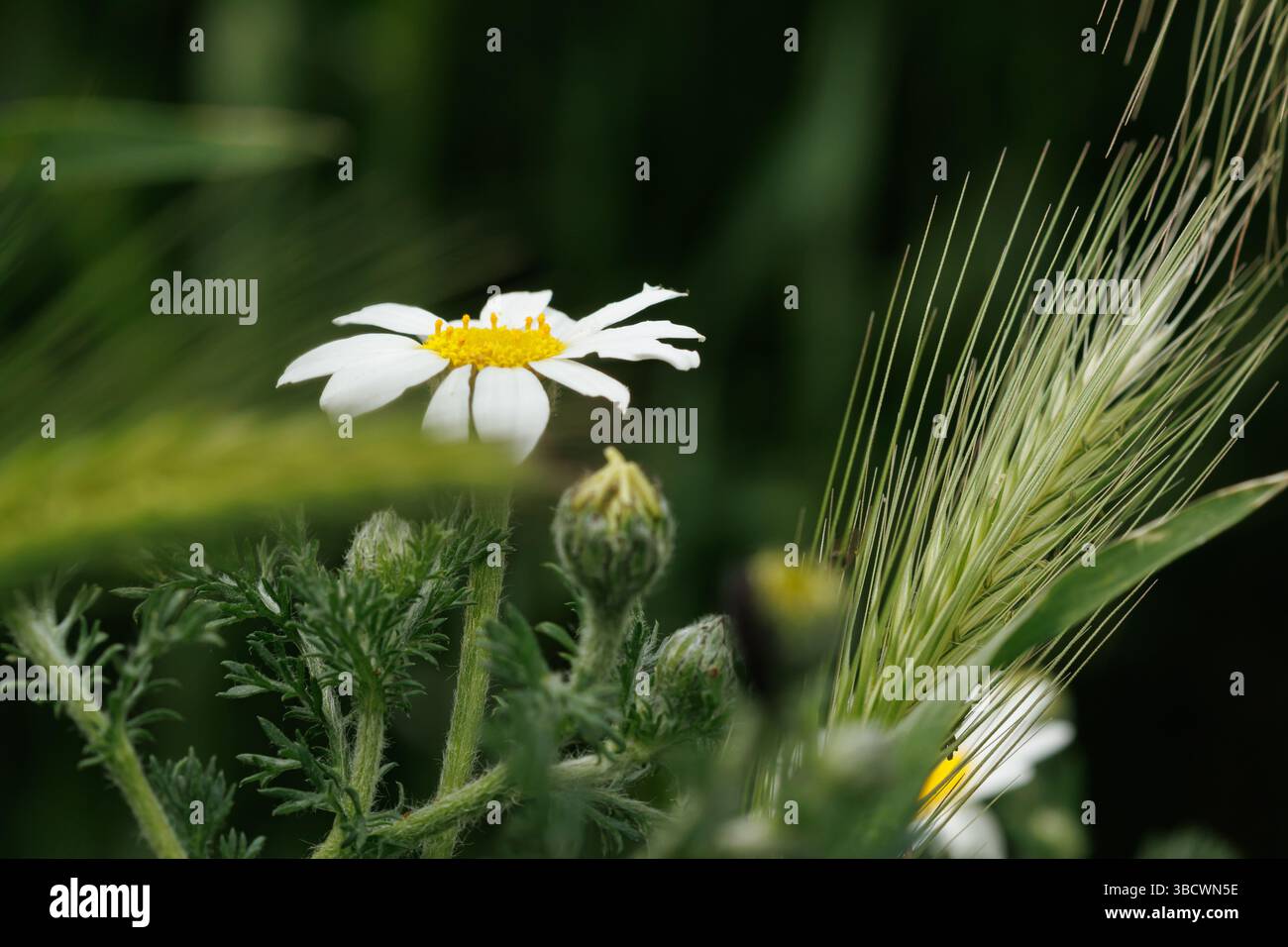 Sfondo fotografico macro di una margherita selvaggia accanto a punte di grano, Alcoy, Spagna Foto Stock