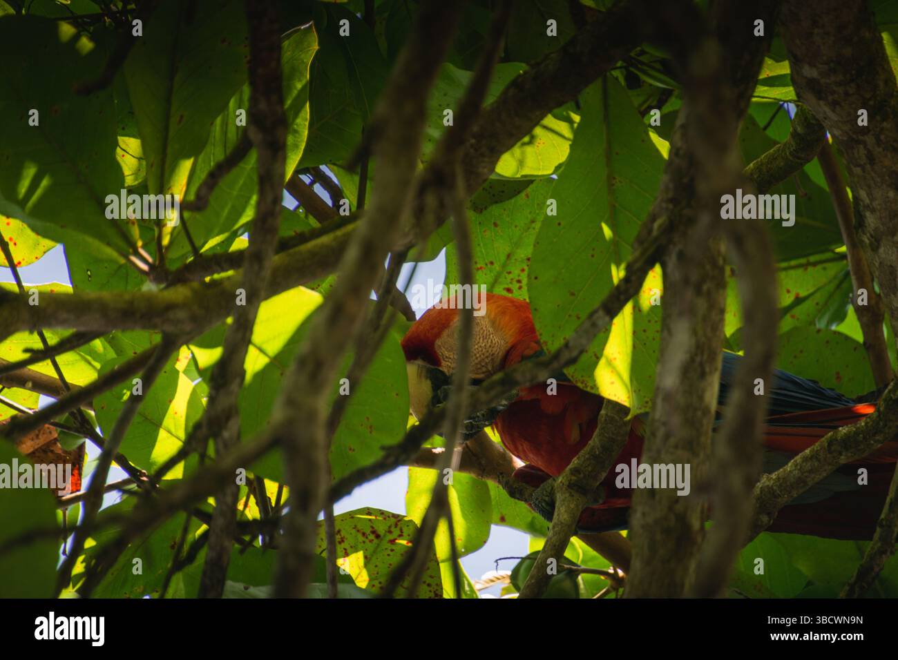 Pappagallo di Macaw nascosto tra foglie verdi all'interno di un albero tropicale, Foto Stock