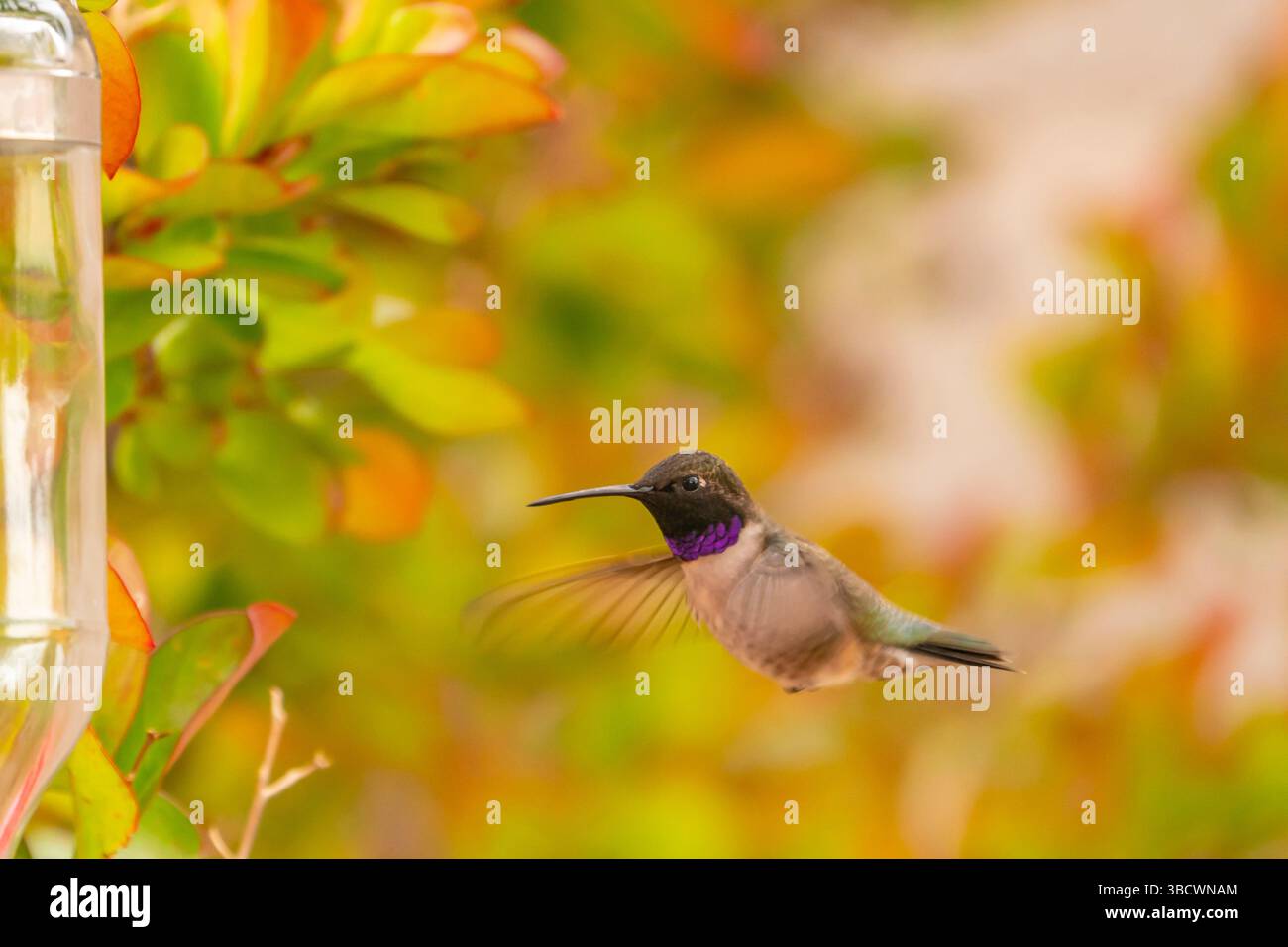 Stati Uniti, New Mexico. Colibrì con il cinguettio nero all'alimentatore. Foto Stock