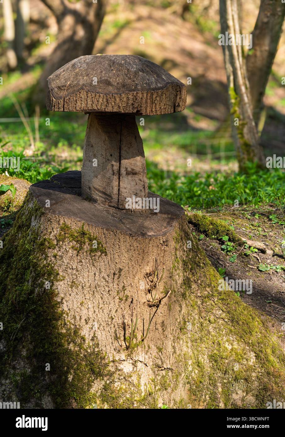Ceppo d'albero scolpito a forma di sgabello nel bosco, Ticknall, Derbyshire, Inghilterra, Regno Unito Foto Stock