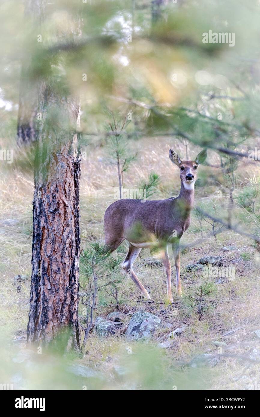 Un cervo dalla coda bianca con lo sguardo. Foto Stock