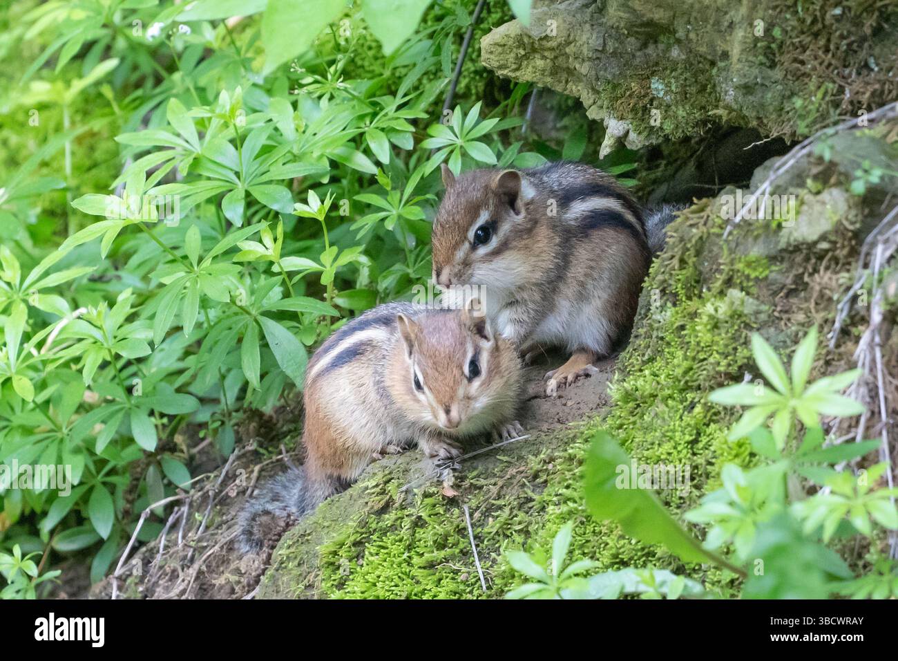 Madre chipmunk con giovane chipmunk nel giardino roccioso Foto Stock
