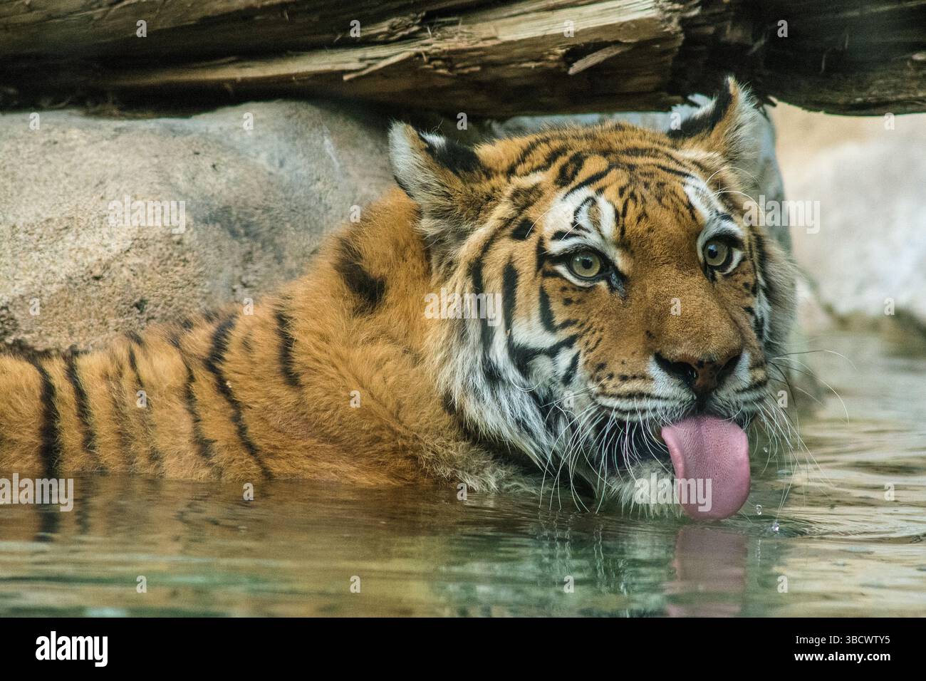 Stati Uniti, Utah. Hogle Zoo, una tigre siberiana prigioniera che beve in piscina. Foto Stock