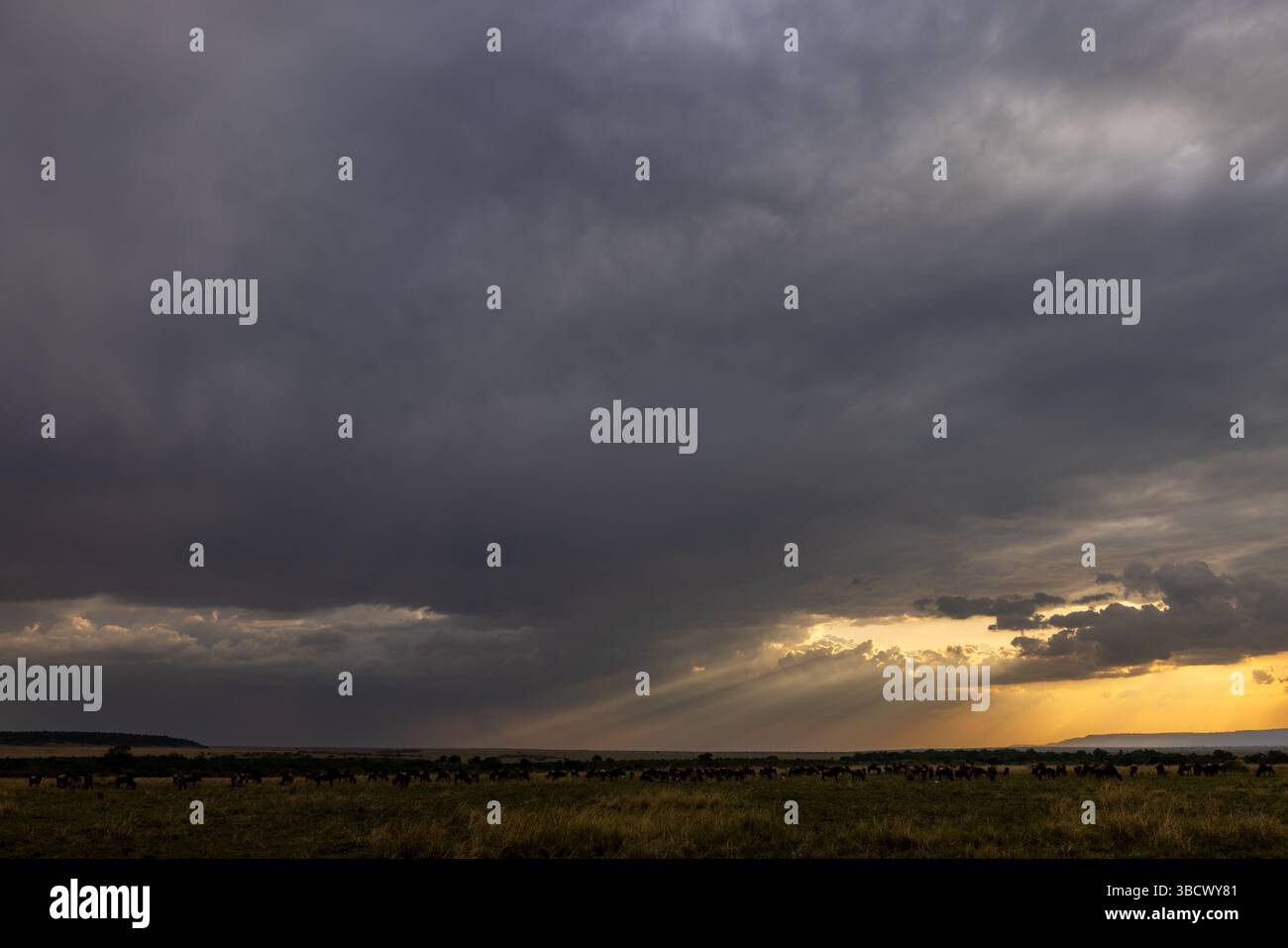 Tramonto sul Masai Mara con la silhouette degli GNU all'orizzonte Foto Stock
