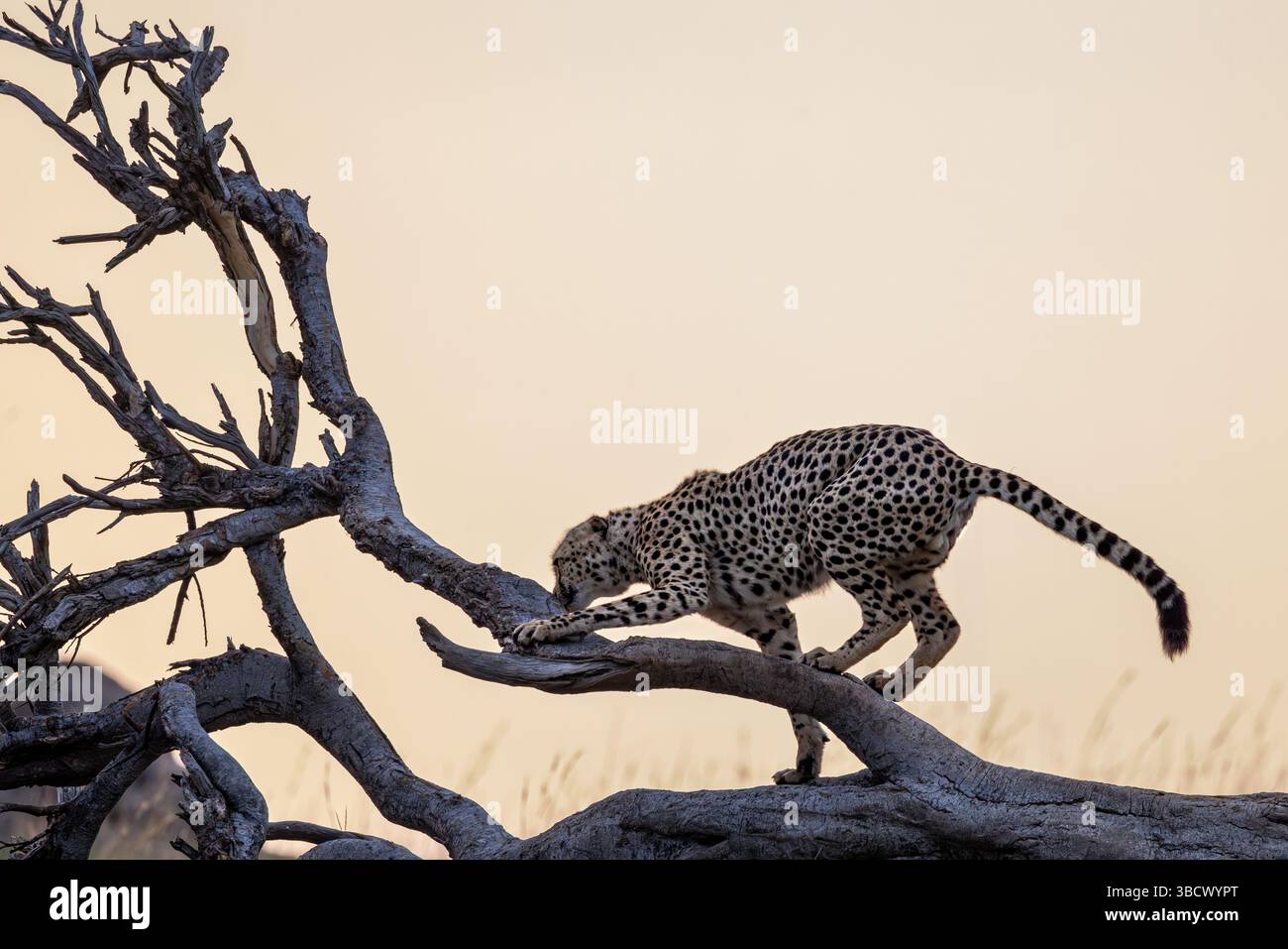 Cheetah in una struttura ad albero Foto Stock