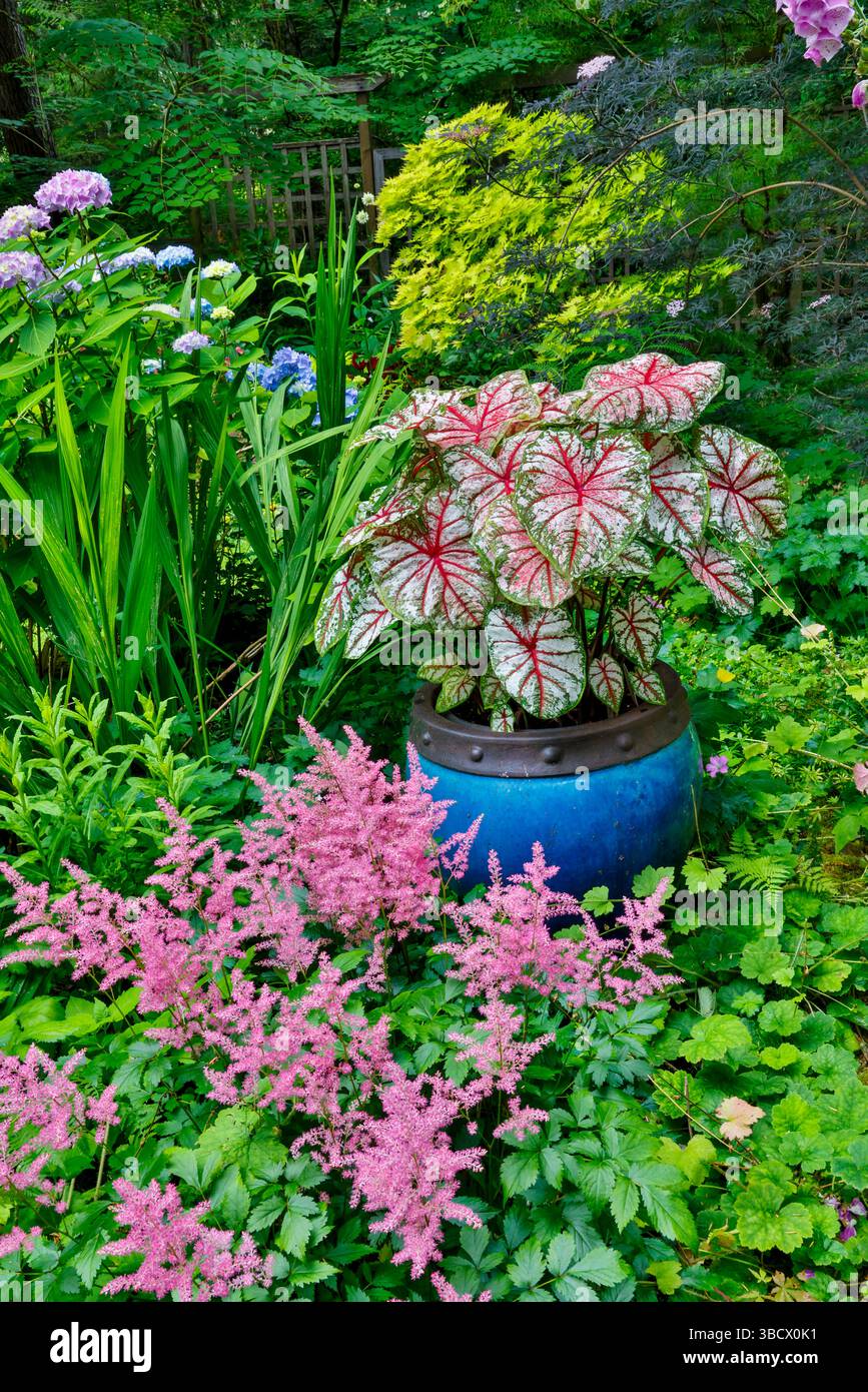 Stati Uniti, Stato di Washington, Sammamish. Piante Pink Astilbe e Caladium in giardino Foto Stock