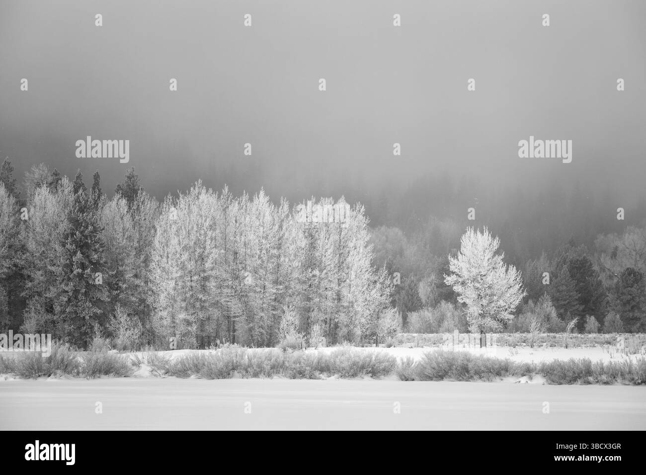 USA, Wyoming, Jackson. Il Grand Teton National Park, gli alberi di pioppo ricoperti di ghiaccio creano un'atmosfera da pizzo a Oxbow Bend Foto Stock