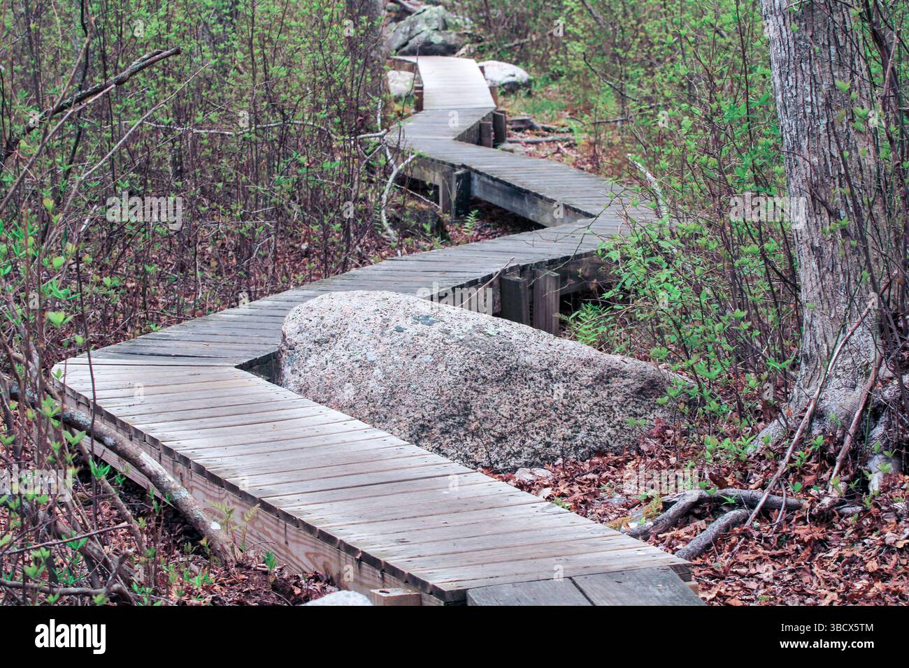 Passerelle in legno a zigzagging nella foresta del Massachusetts meridionale proteggono la Terra all'inizio della primavera del New England. Foto Stock