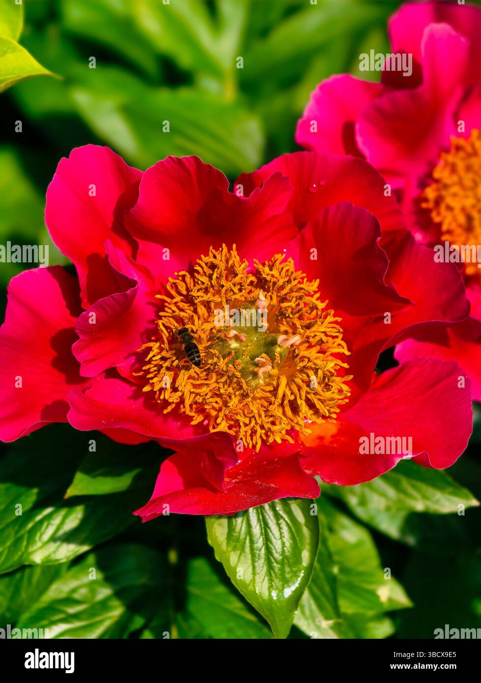 Fiore rosso vivace con ape: La bellezza della natura in primo piano. Fiore di peonia rossa caratterizzato da un suggestivo centro giallo, splendidamente circondato da ricche foglie verdi. Foto Stock
