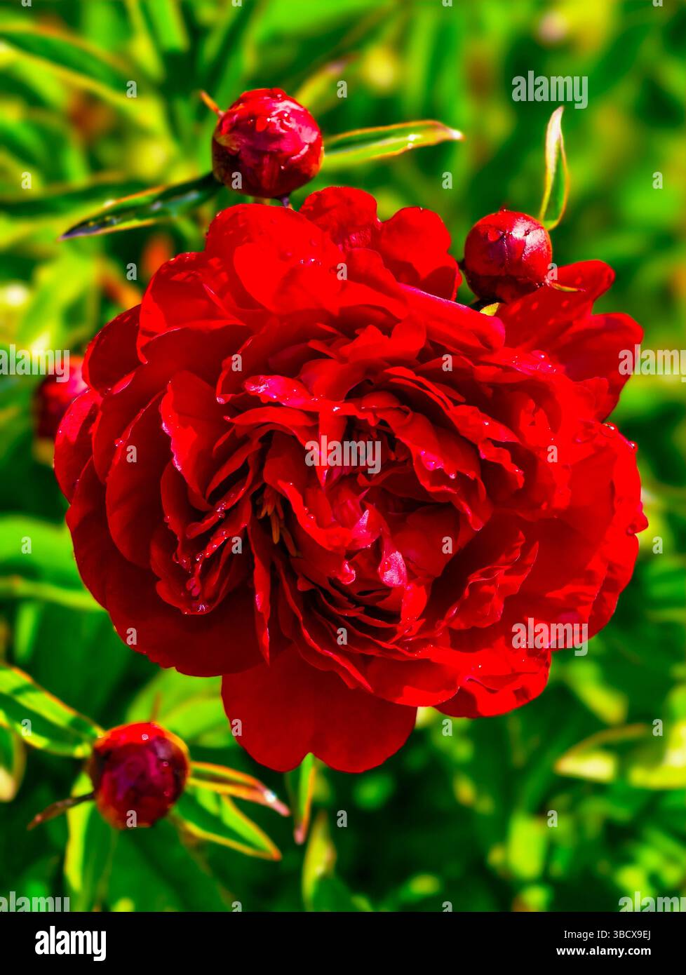 Red Peony Blossom circondato da bellezze in erba, che catturano l'essenza della primavera e la ricca tavolozza della natura, perfetto per gli amanti dei fiori e degli amanti del giardino Foto Stock