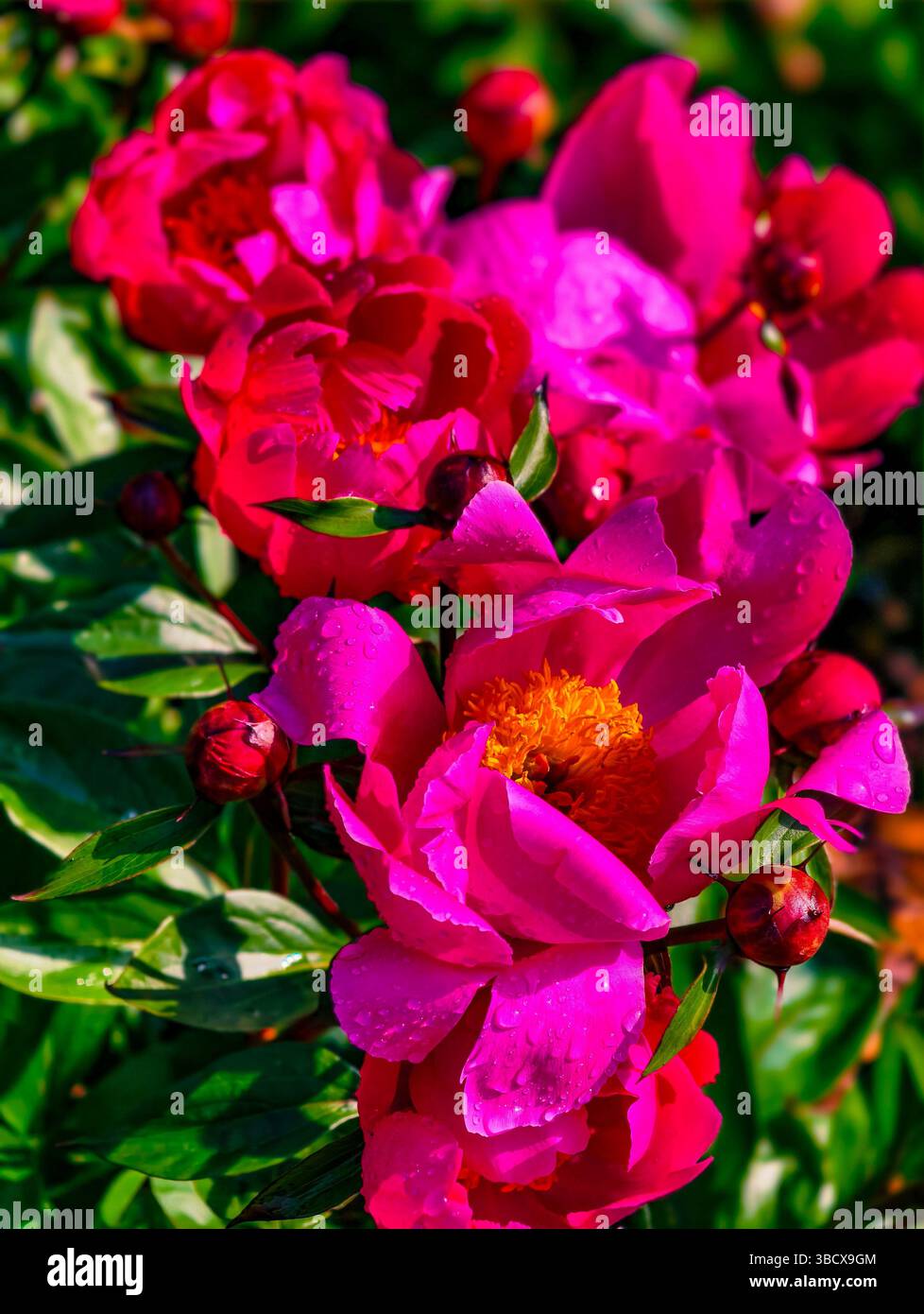 Bouquet mozzafiato di peonie rosa brillanti in pieno fiore, adornato con gocce d'acqua, che celebra la bellezza della primavera e i colori vivaci della natura per gli appassionati di fiori e gli amanti del giardino Foto Stock