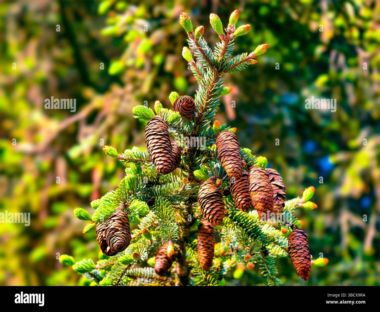 Primo piano ad alta risoluzione di un albero di conifere che presenta numerosi coni di pino su un morbido sfondo verde, catturando l'essenza della natura, ideale per progetti botanici e temi ambientali Foto Stock