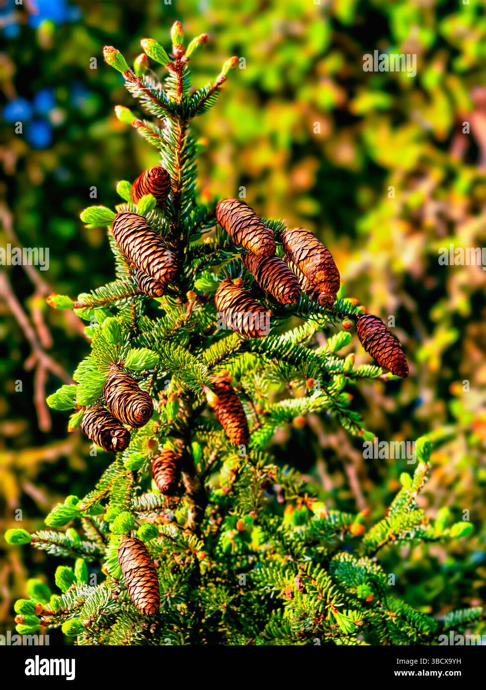 Primo piano ad alta risoluzione di un albero di conifere che presenta numerosi coni di pino su un morbido sfondo verde, catturando l'essenza della natura, ideale per progetti botanici e temi ambientali. Fotografia verticale Foto Stock