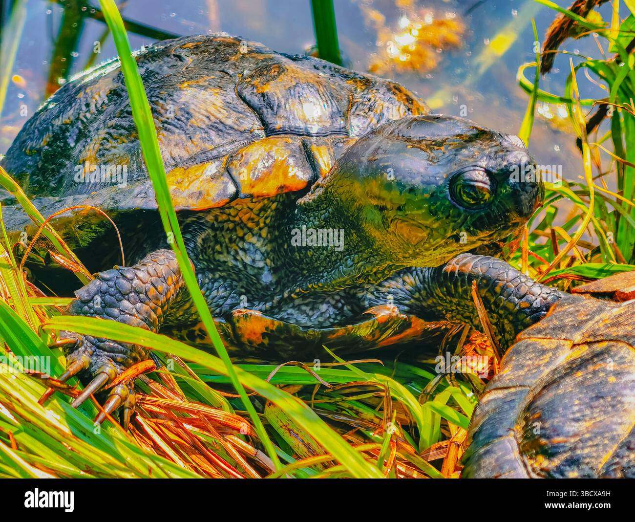 Primo piano dettagliato di una tartaruga che riposa in una lussureggiante erba verde sul bordo dell'acqua, catturando le sue texture e i suoi colori unici, ideale per progetti di fauna selvatica e sfondi naturali Foto Stock