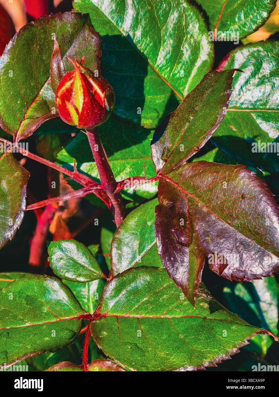 Primo piano di una rosa in erba con foglie verdi vivaci che mostrano l'intricata bellezza della natura, per temi floreali, progetti di giardinaggio e decorazioni ispirate Foto Stock Primo piano di una rosa in erba con foglie verdi vivaci che mostrano l'intricata bellezza della natura, per temi floreali, progetti di giardinaggio e decorazioni ispirate Foto Stock