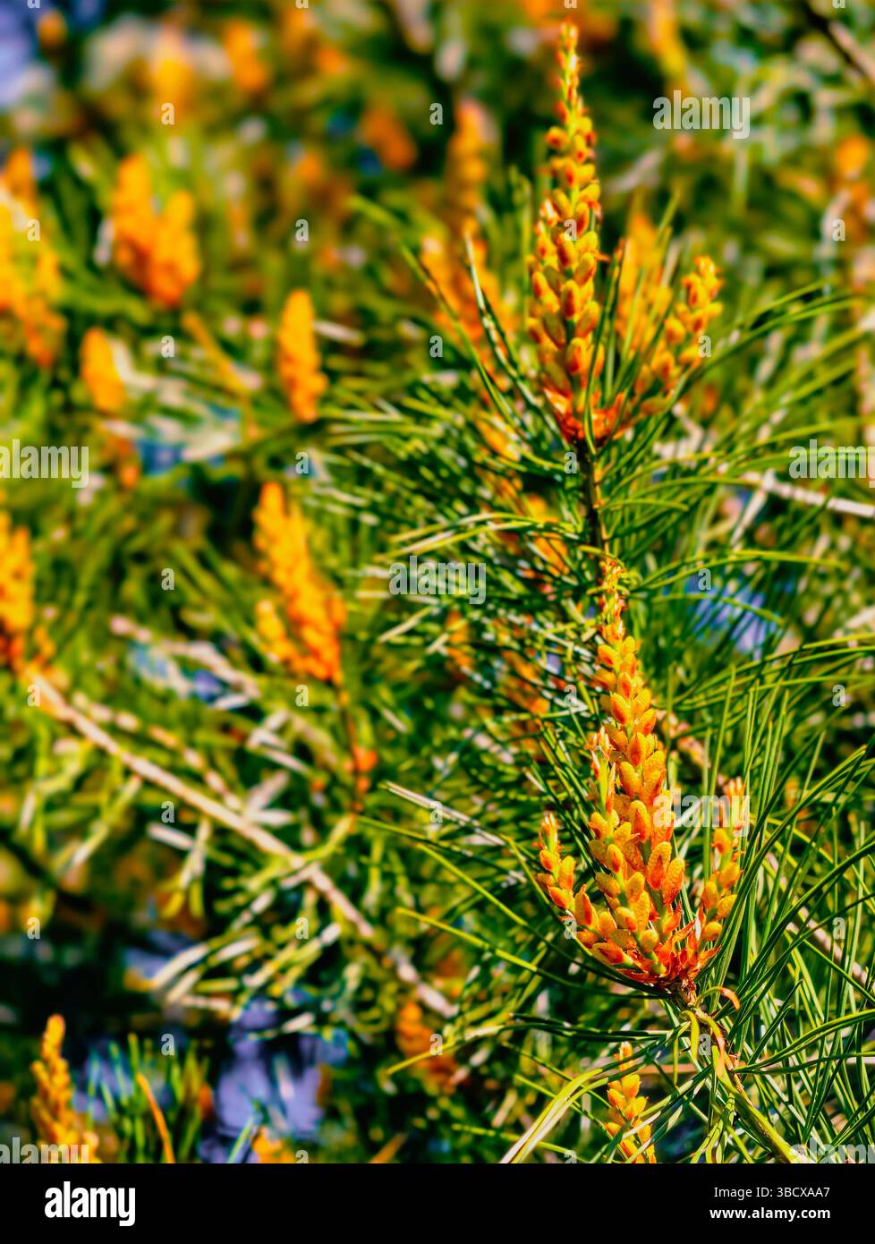 Splendido primo piano di fiori di pino giallo tra i lussureggianti aghi di pino verde, catturando la bellezza dei dettagli della natura, ideale per progetti botanici, temi ambientali e decorazioni ispirate alla natura. Foto Stock