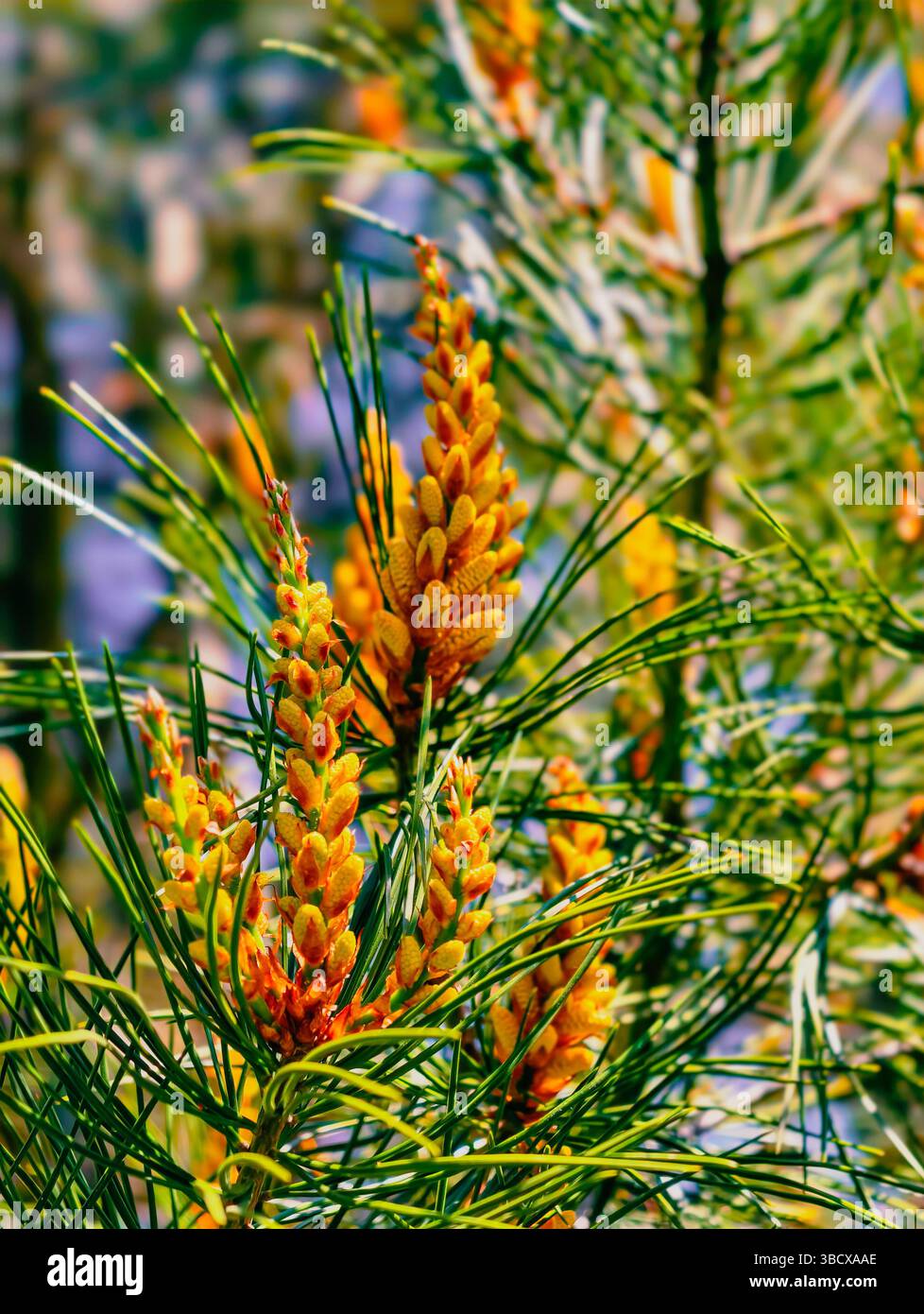 Incredibile primo piano di fiori di pino giallo tra i lussureggianti aghi di pino verde, catturando la bellezza dei dettagli della natura, ideale per progetti botanici e temi ambientali Foto Stock