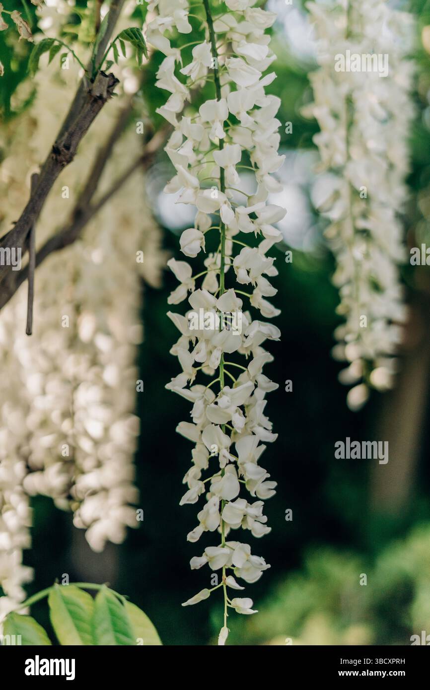 Delicati fiori di glicine bianche cadono a cascata da un ramo d'albero nella luce soffusa del sole primaverile che evocano temi di minimalismo floreale serenità da giardino delicata Foto Stock
