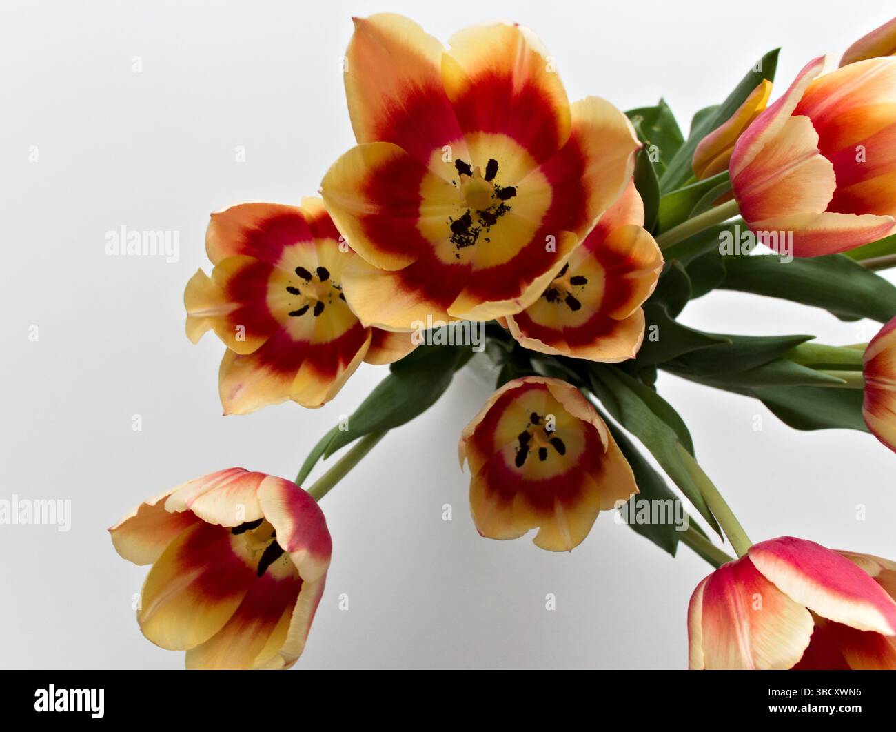 Un bouquet di fiori con un mix di colori arancio e giallo. I fiori sono disposti in un vaso e sono collocati su uno sfondo bianco. Il bouquet CE l'ha Foto Stock