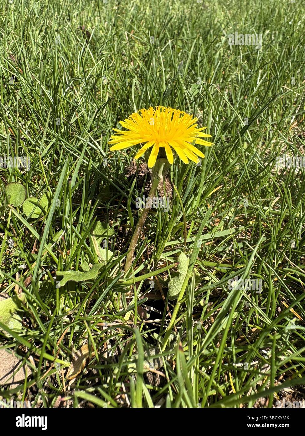 Un'unica erbaccia di dente di leone comune gialla si distingue nell'erba verde di un cortile. Foto Stock