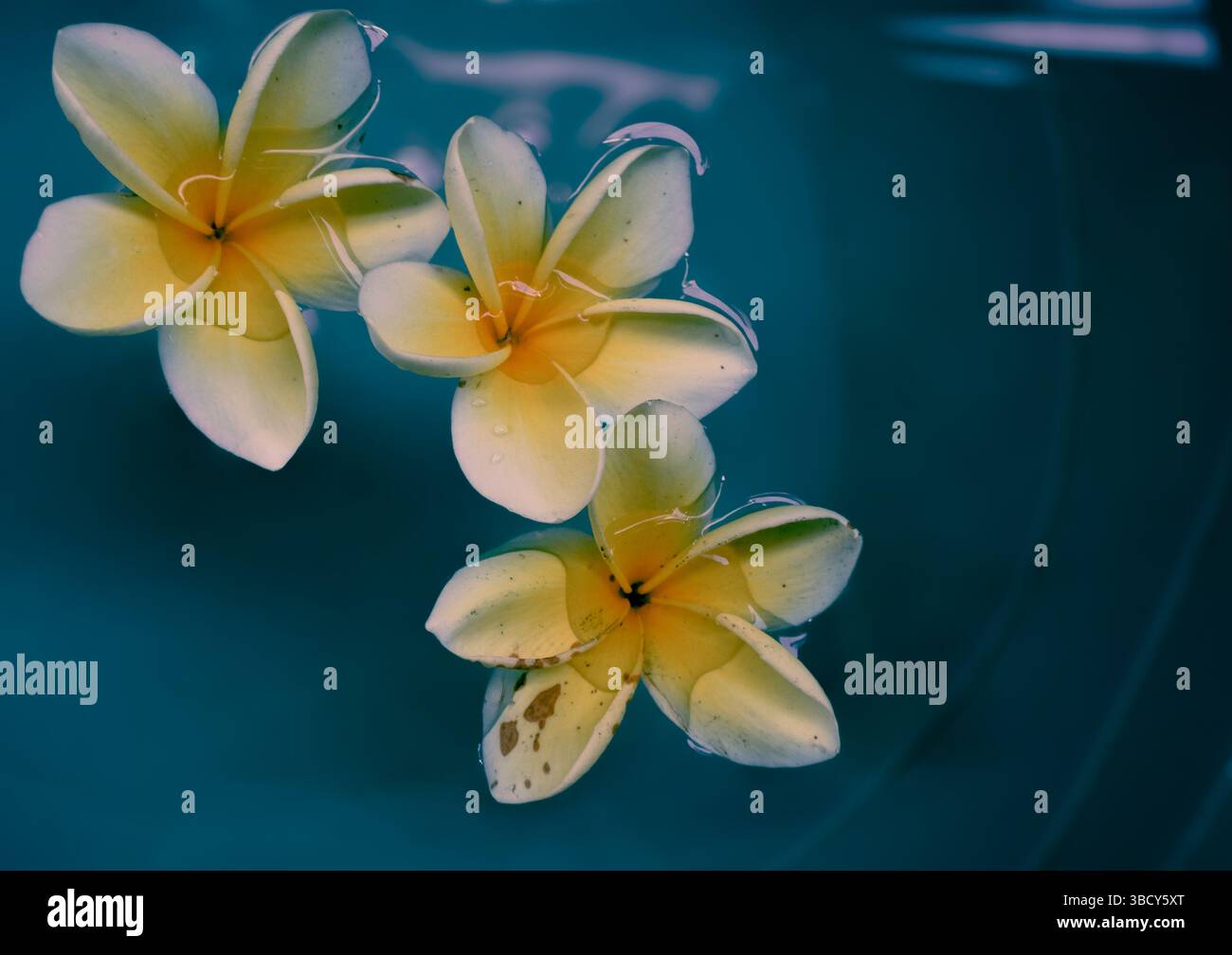 I fiori di Kemboja, bellissimi fiori che sono sinonimo di luoghi di sepoltura giallastro-bianco, sono in acqua blu Foto Stock