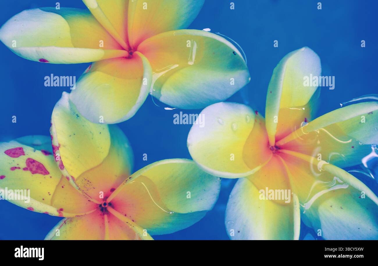 I fiori di Kemboja, bellissimi fiori che sono sinonimo di luoghi di sepoltura giallastro-bianco, sono in acqua blu Foto Stock