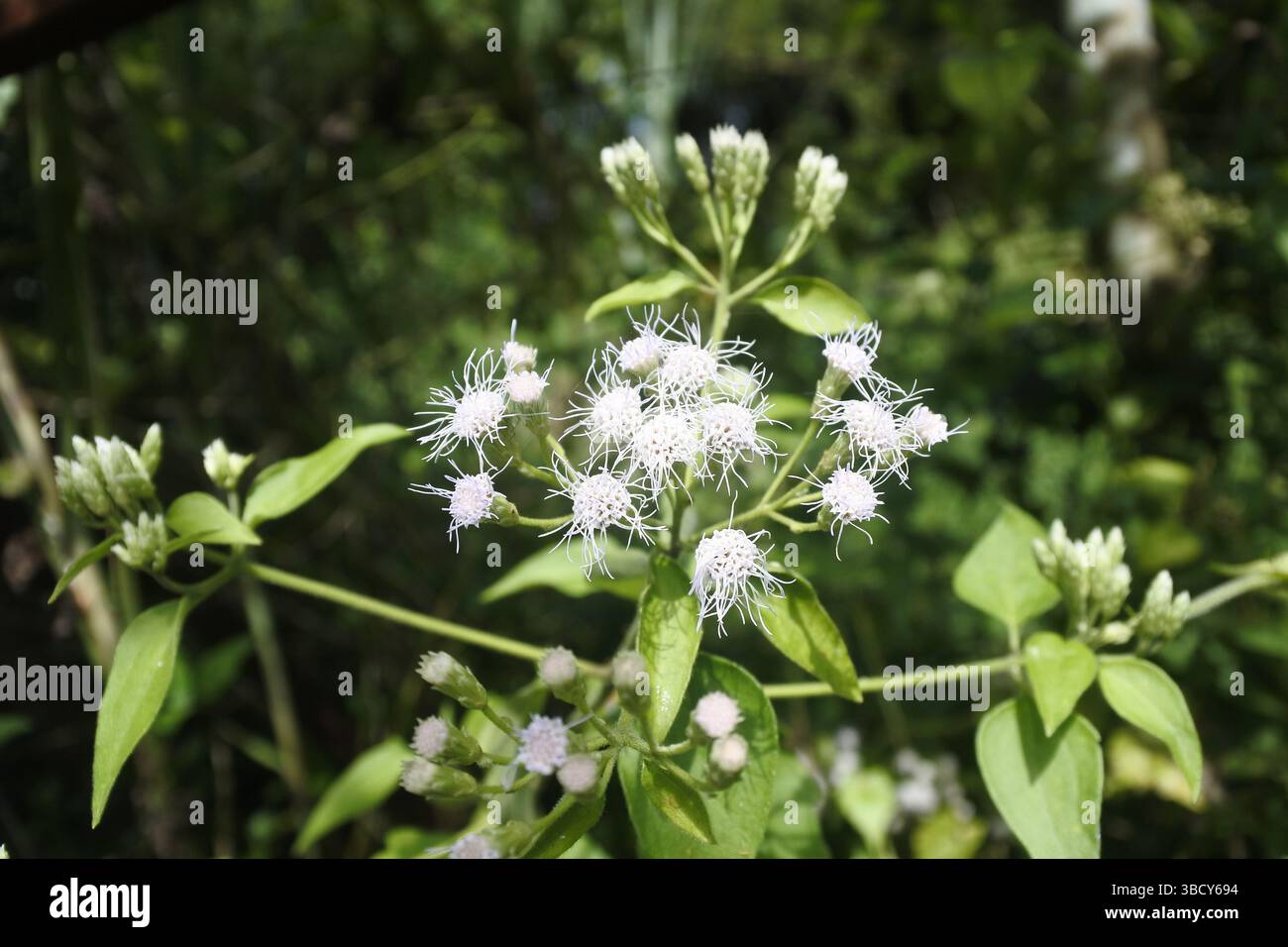 Questa pianta è nota come radice di serpente, piccoli fiori bianchi con filamenti simili a tentacoli crescono in arbusti Foto Stock