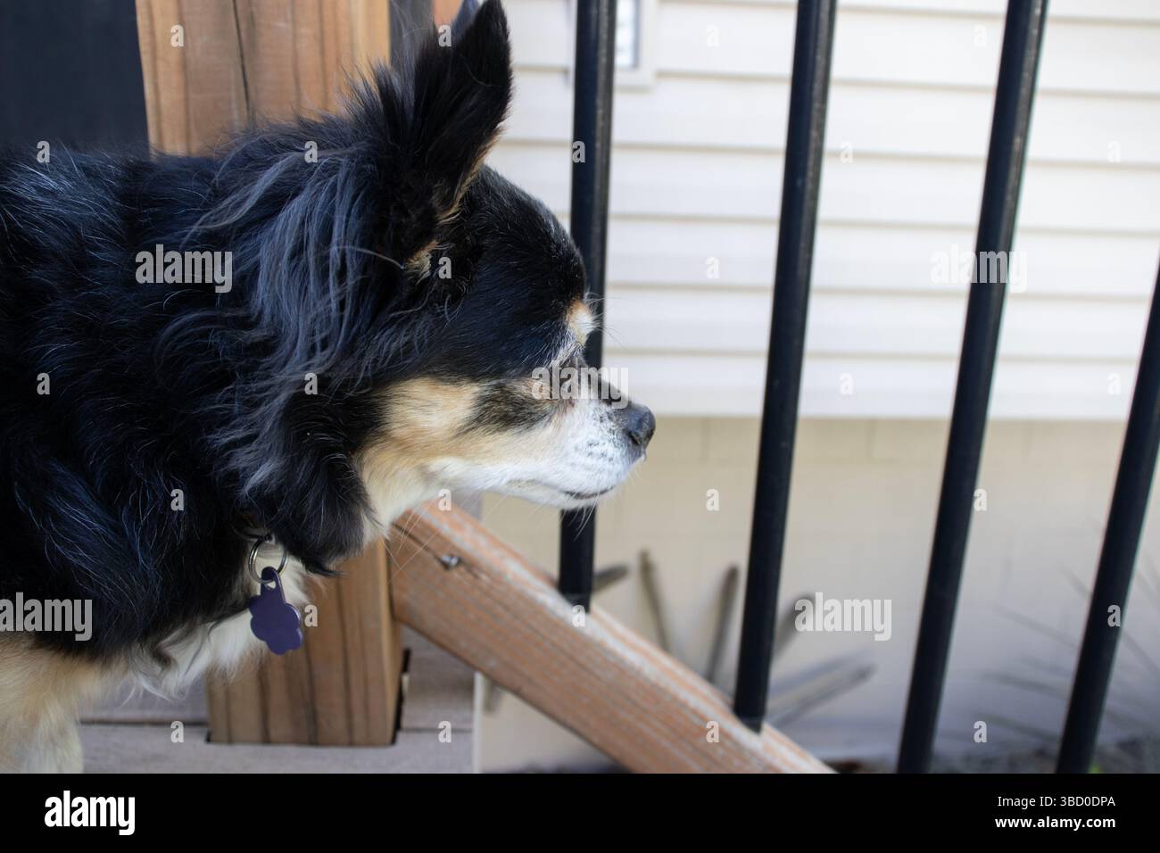 Un simpatico cane nero chihuahua dai capelli lunghi di profilo in piedi in cima alle scale che guarda curiosamente fuori da un ponte nel retro di una casa. Foto Stock